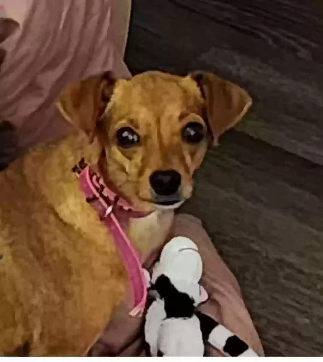 Rose, chihuahua Dog for adoption in Raleigh, NC, 27616