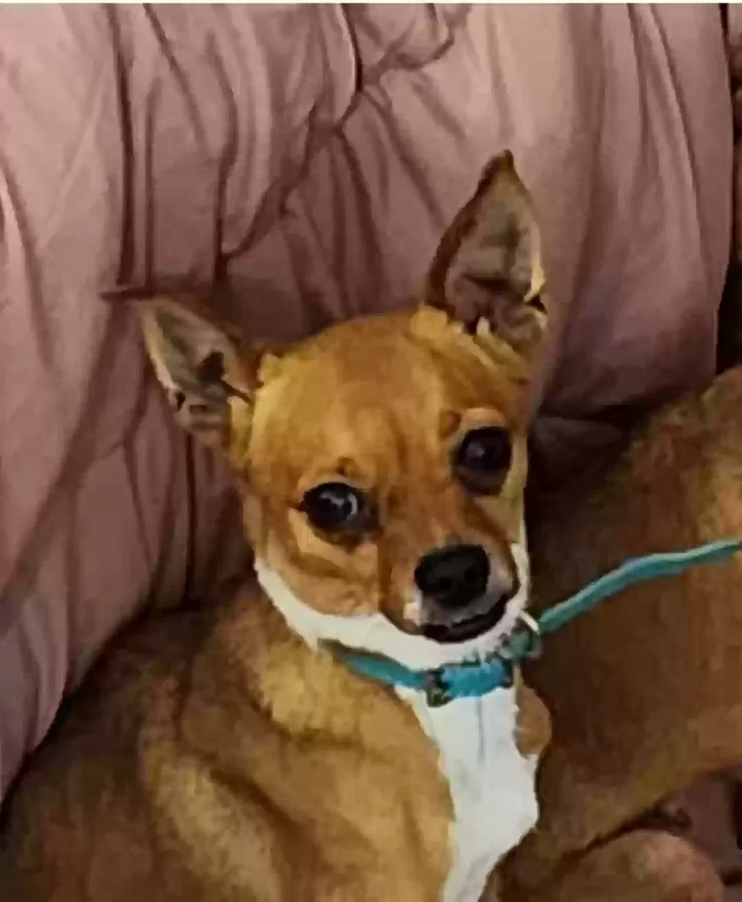 Cletus, chihuahua Dog for adoption in Raleigh, NC, 27616