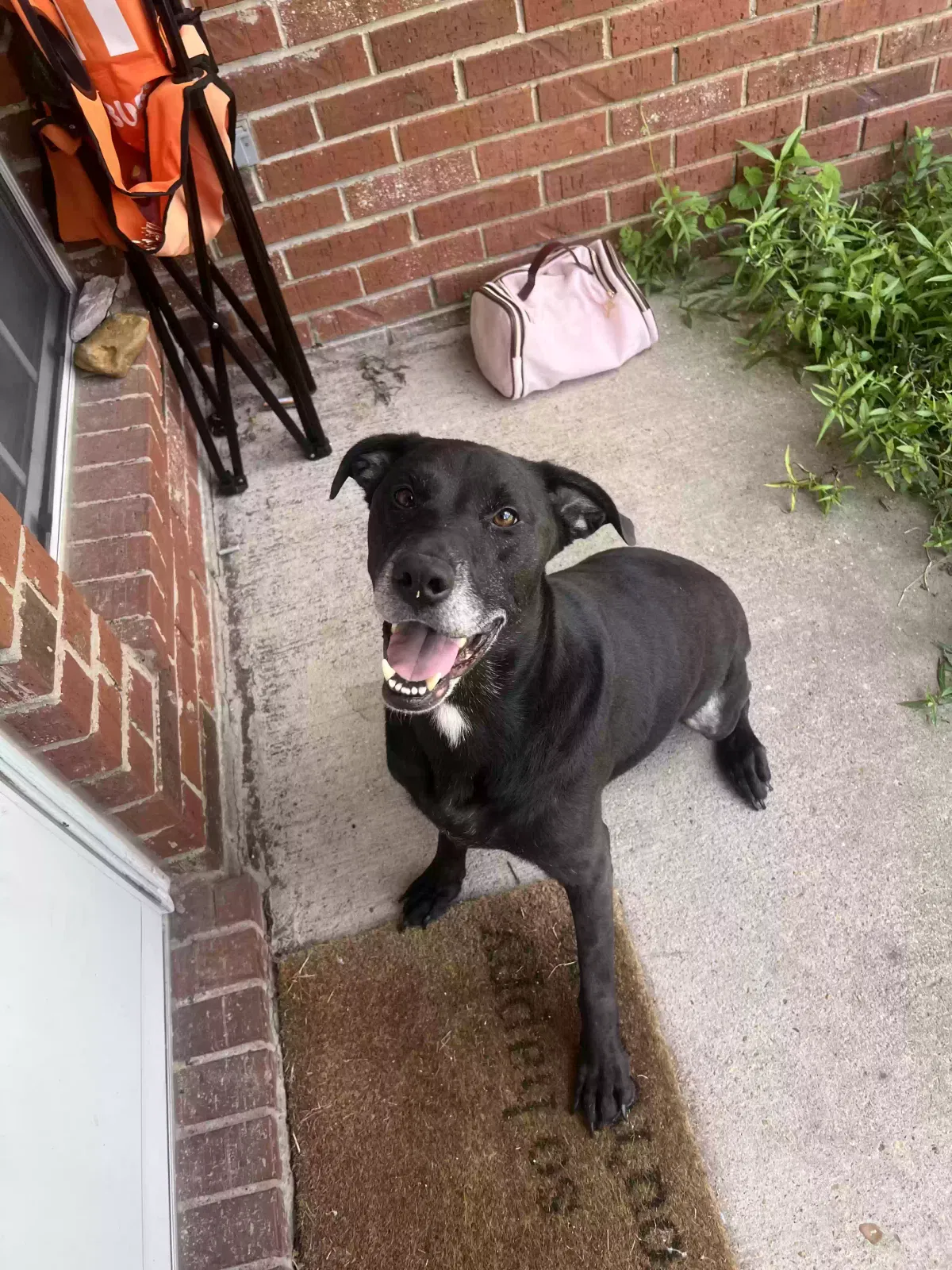 Otis, Lab mix Dog for adoption in Jonesboro, AR, 72401