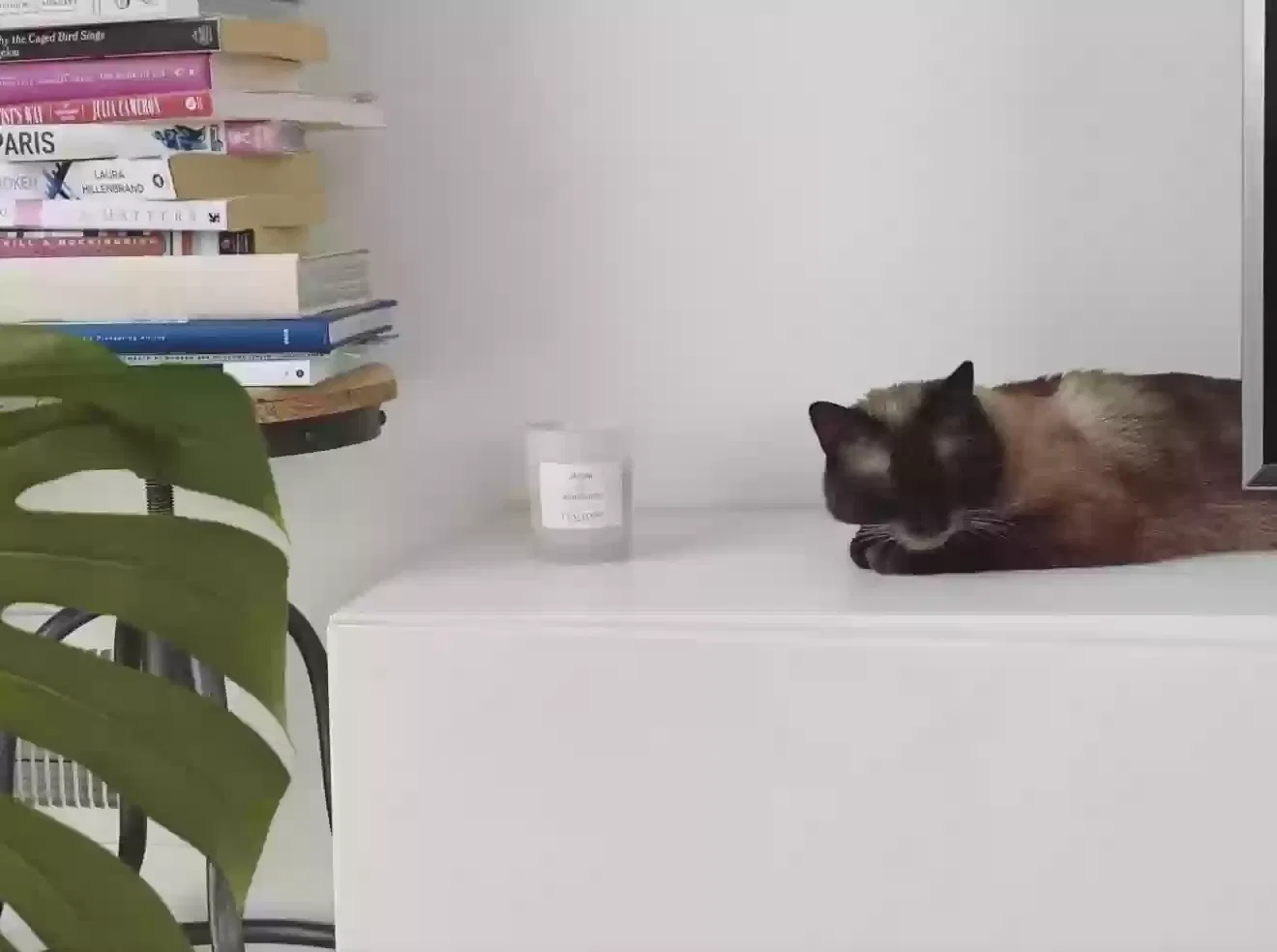Sebastian, Siamese Cat for adoption in Fort Lauderdale, FL, 33301