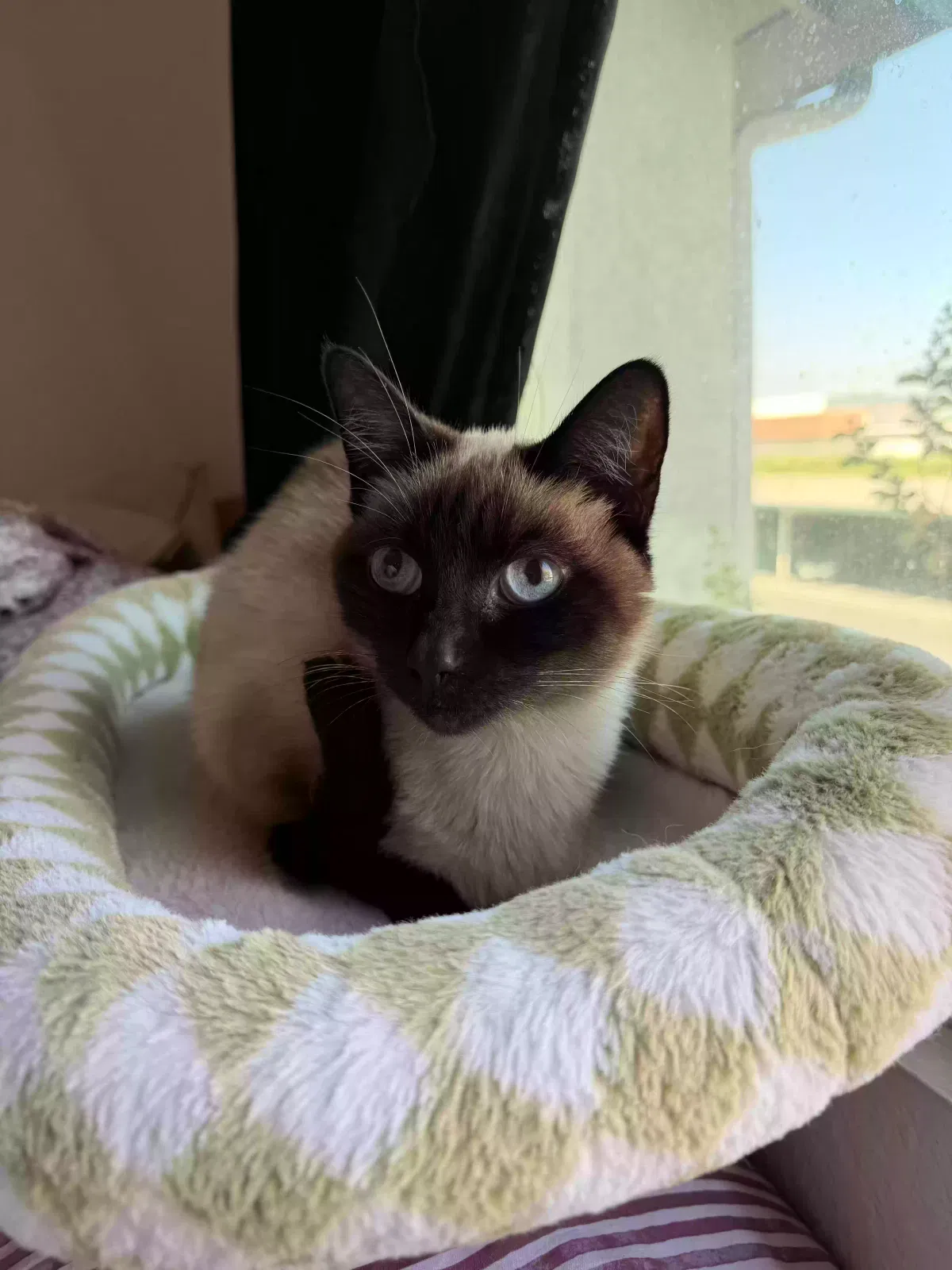 Suki, Siamese Cat for adoption in Anaheim, CA, 92806