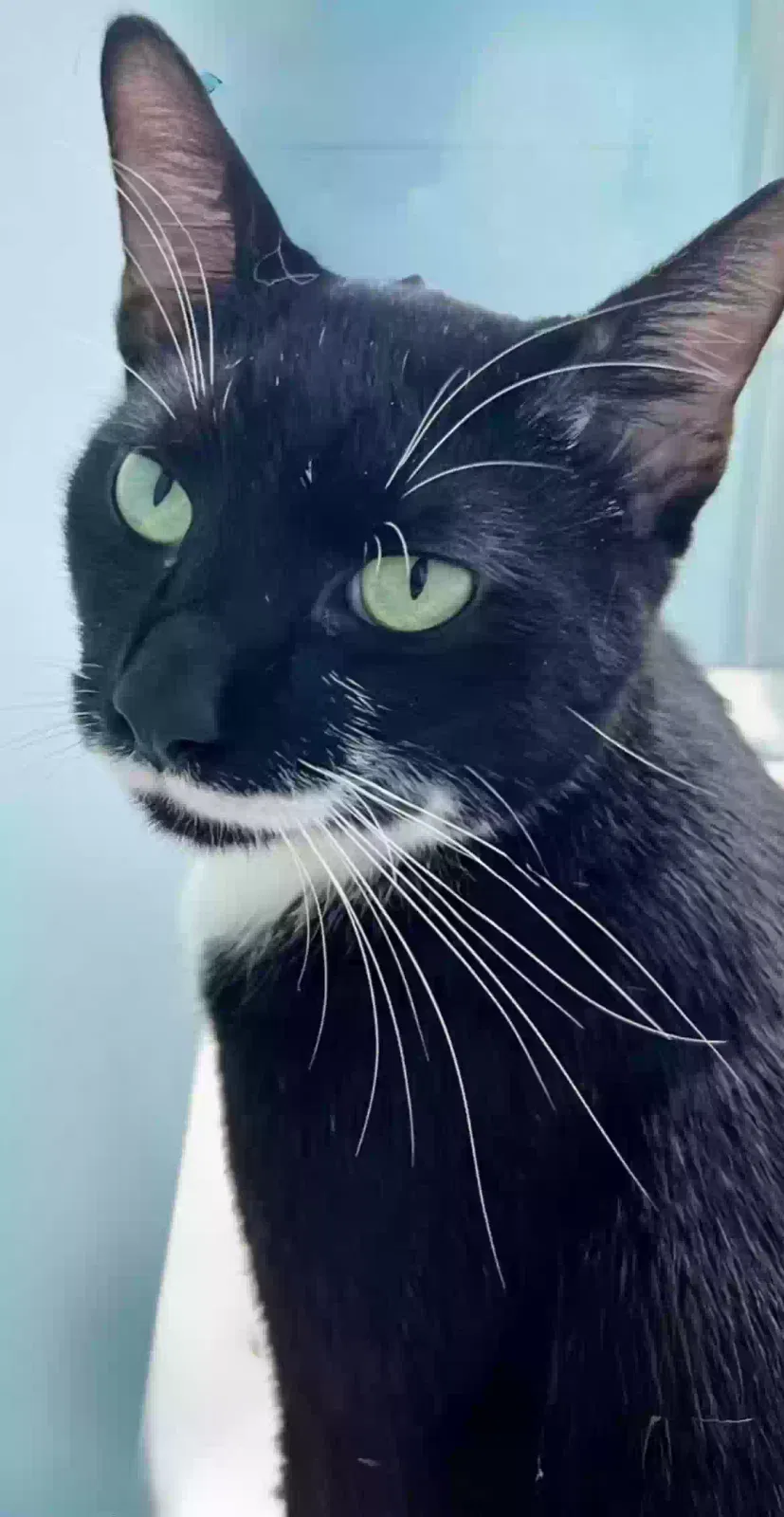 Khufu, Domestic shorthair Cat for adoption in Fort Lauderdale, FL, 33322