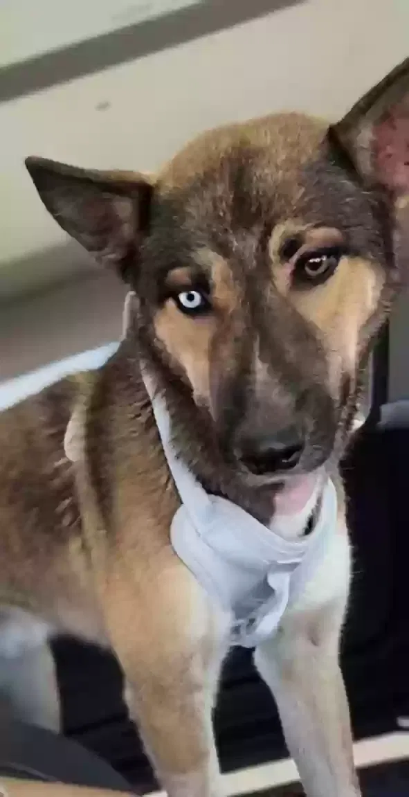 Bear, German shepherd blue healer Dog for adoption in Buckeye, AZ, 85326