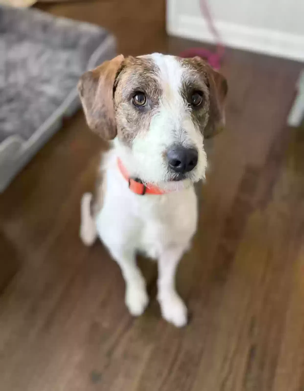 Dog, Jack Russel terrier mix Dog for adoption in Clark, NJ, 7066