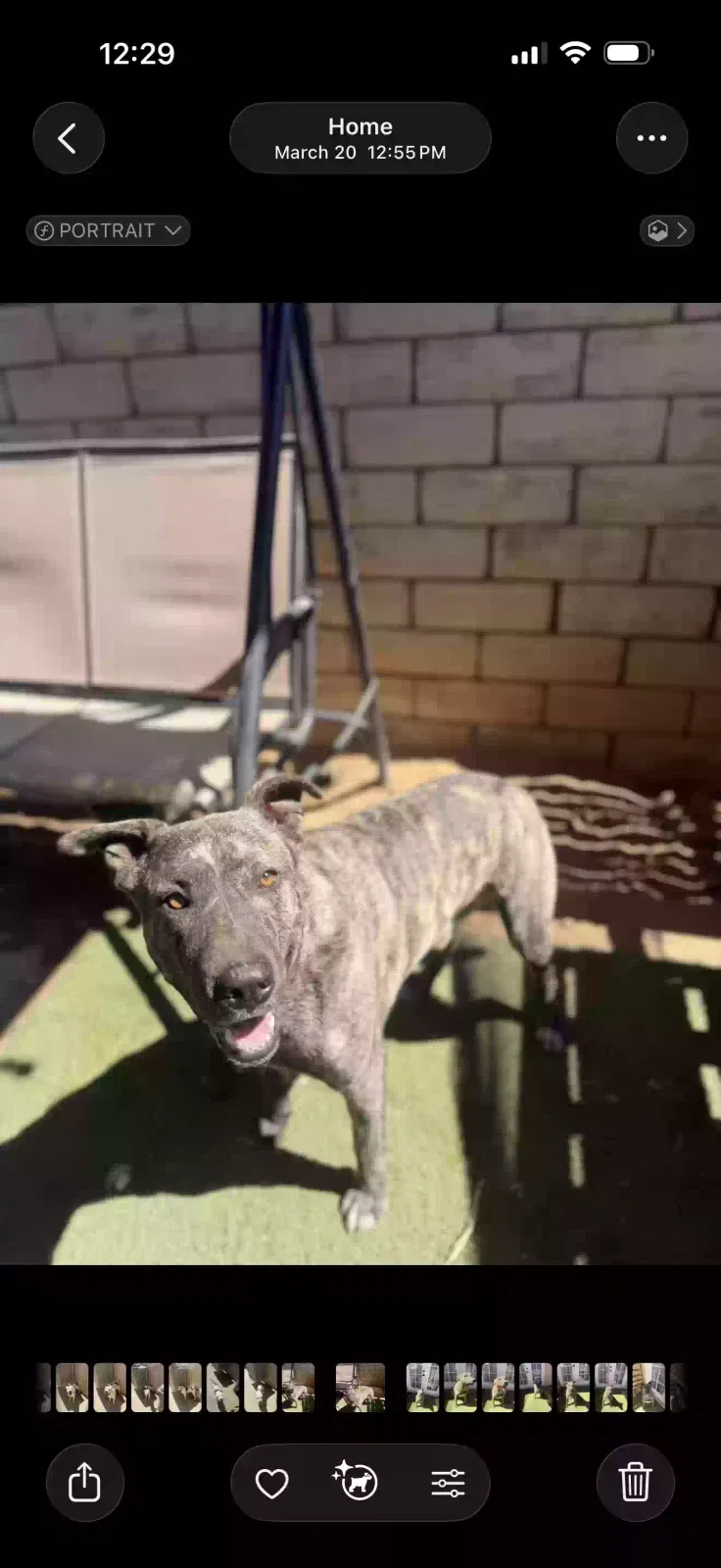 Elvis, Unknown Dog for adoption in Palmdale, CA, 93550