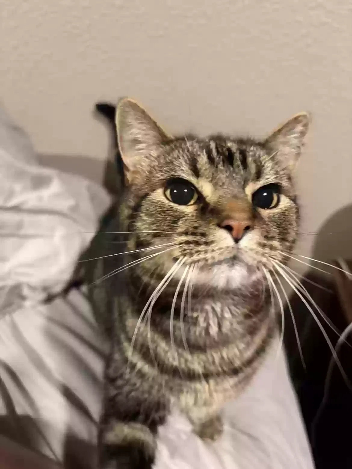 Pudgy, Tabby Cat for adoption in Spring Hill, KS, 66083