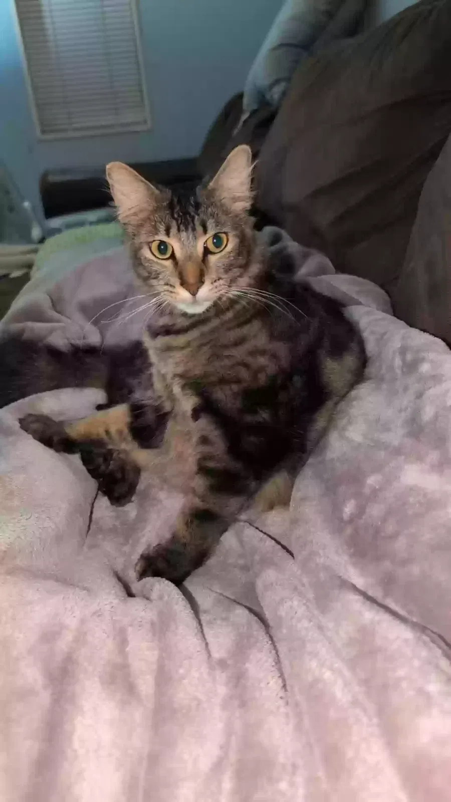 Zayne, Unknown Cat for adoption in Cullman, AL, 35058
