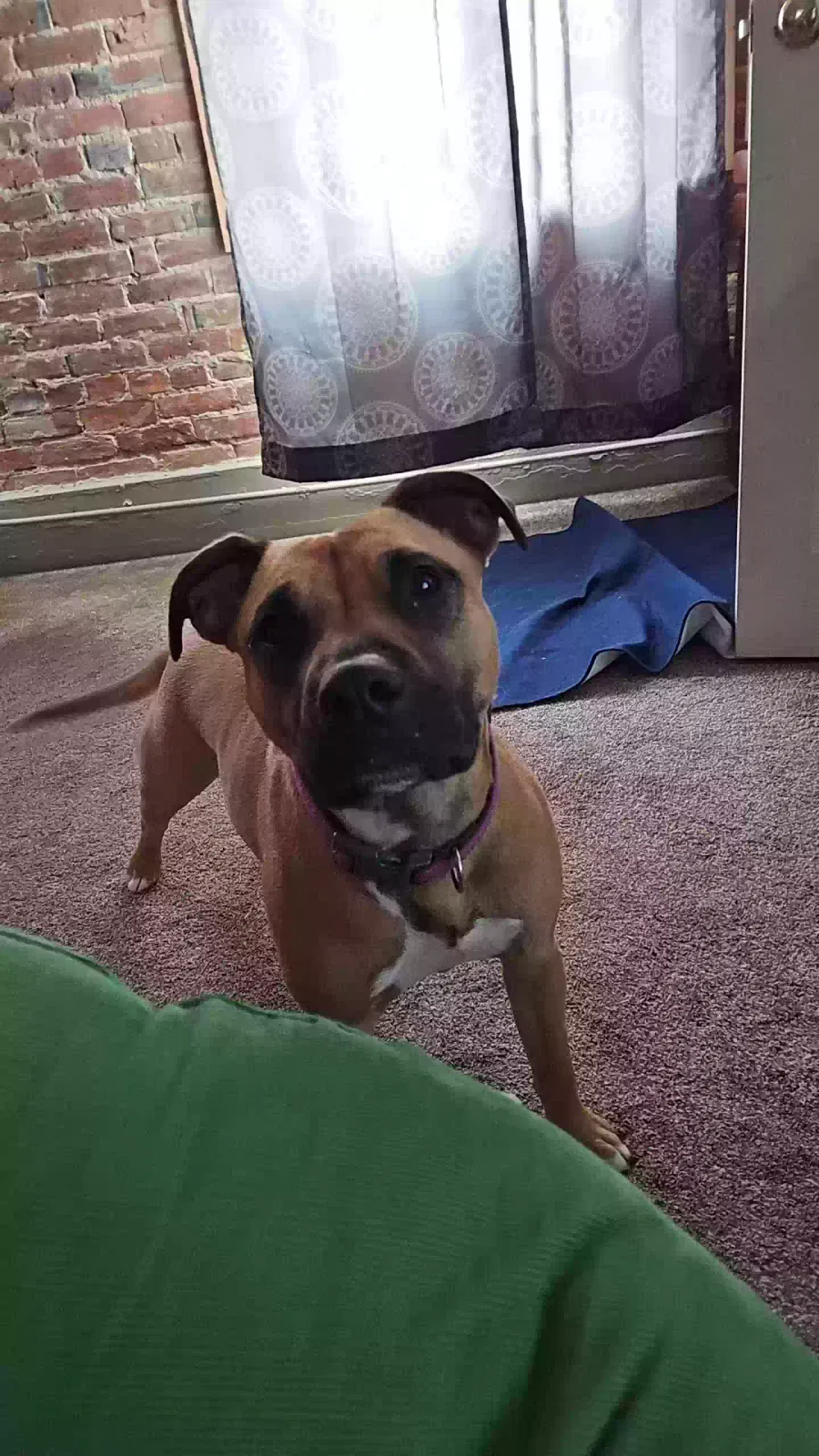 Dog, Unknown Dog for adoption in Ottawa, KS, 66067