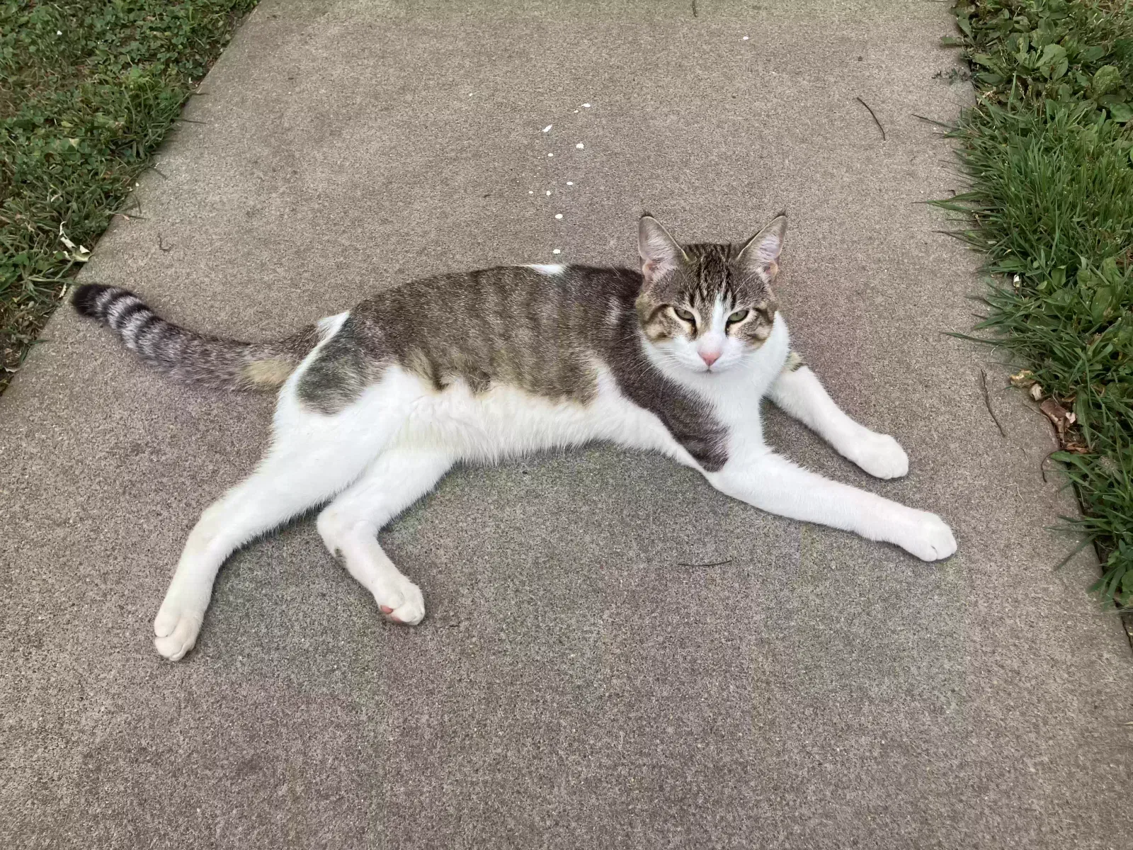 Frank, Domestic Shorthair Tabby with white Cat for adoption in Wabasha, MN, 55981