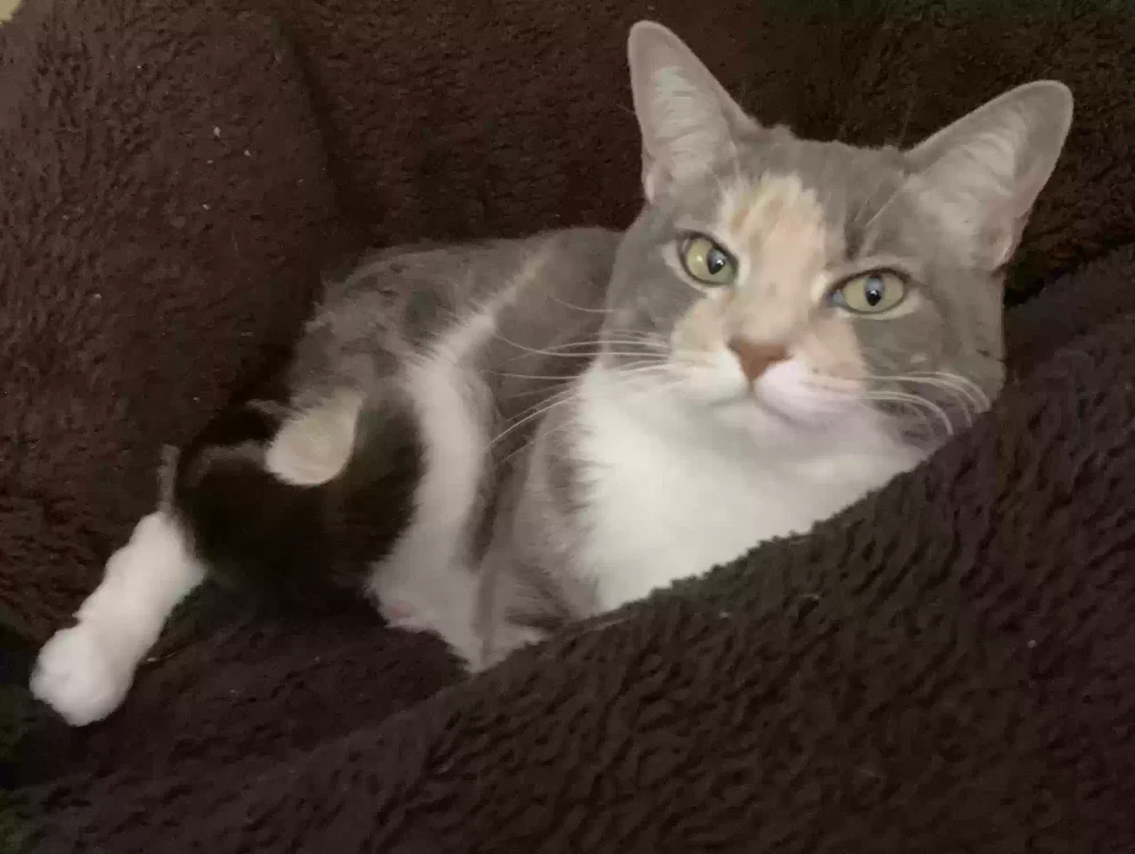 Lucy, Unknown Cat for adoption in Las Vegas, NV, 89121
