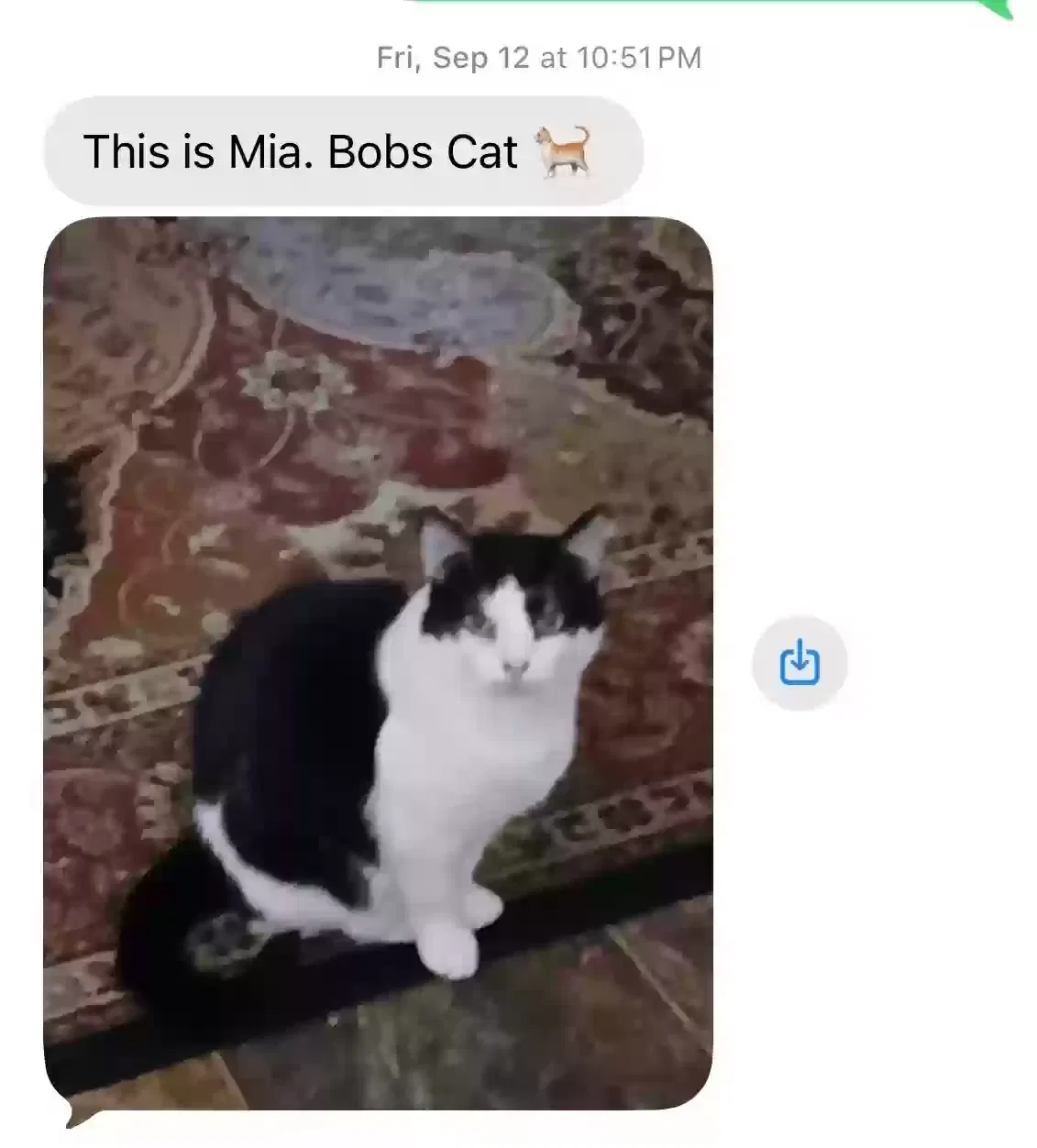 Mia, Unknown Cat for adoption in Branford, CT, 6405