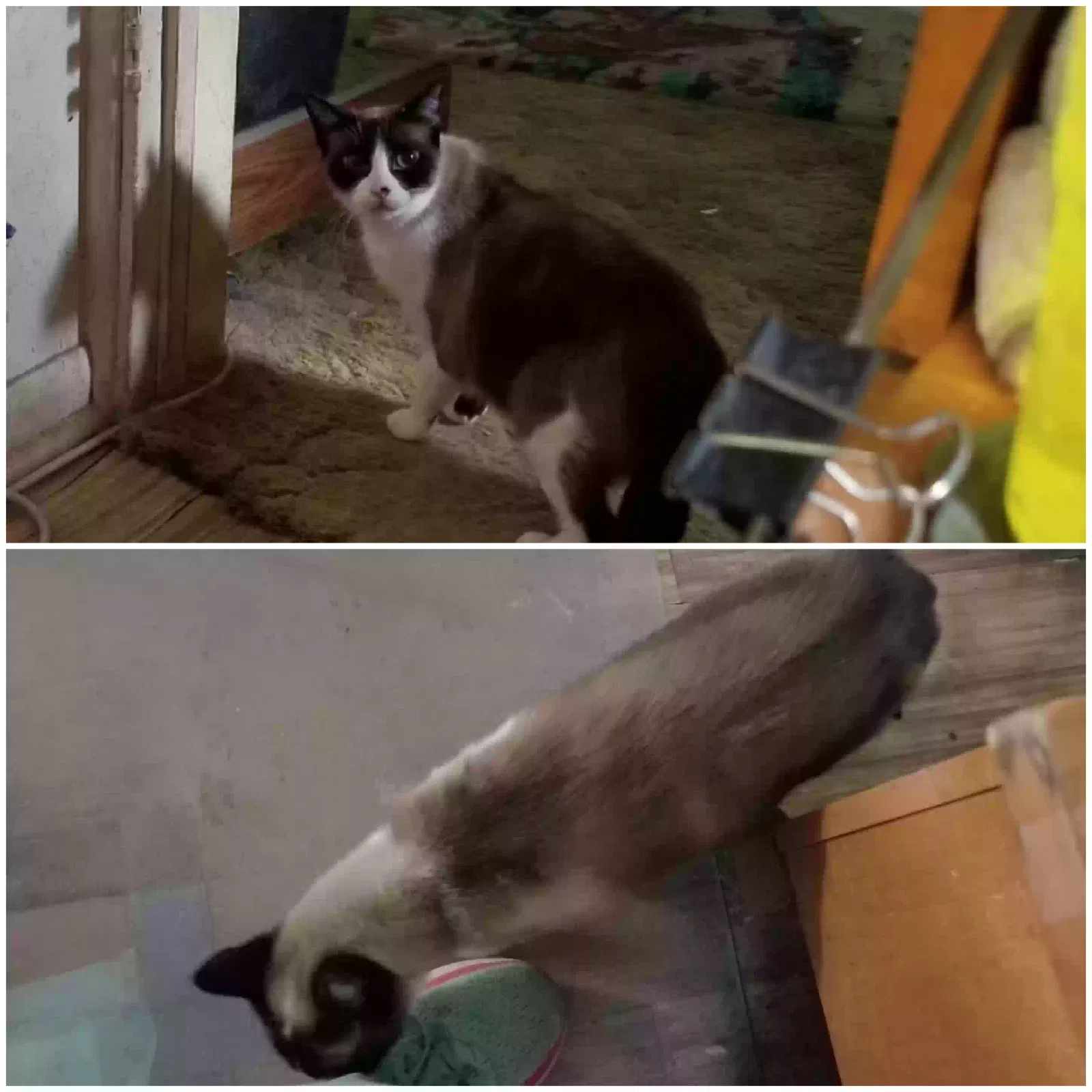 Mellie, Siamese-ish Cat for adoption in Pinckney, MI, 48169