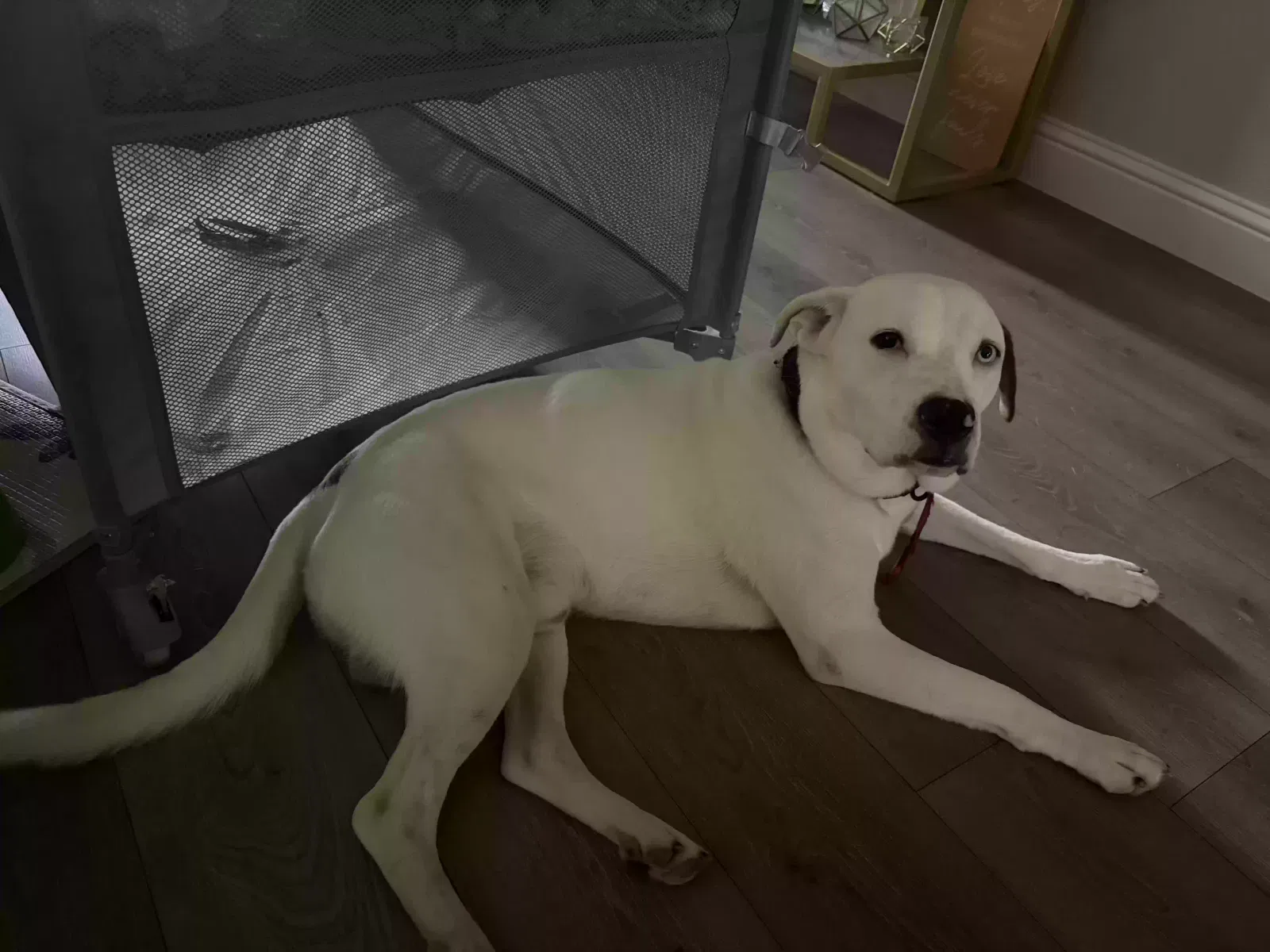 Bleu, Unknown Dog for adoption in Mckinney, TX, 75071
