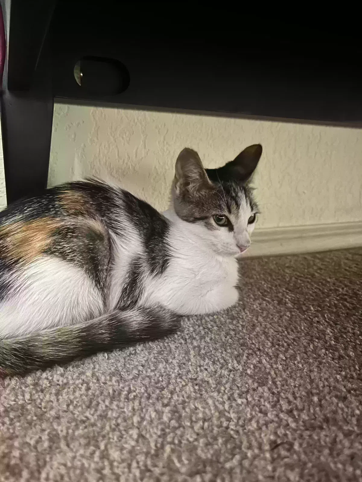 NA, Calico Cat for adoption in Conway, AR, 72034