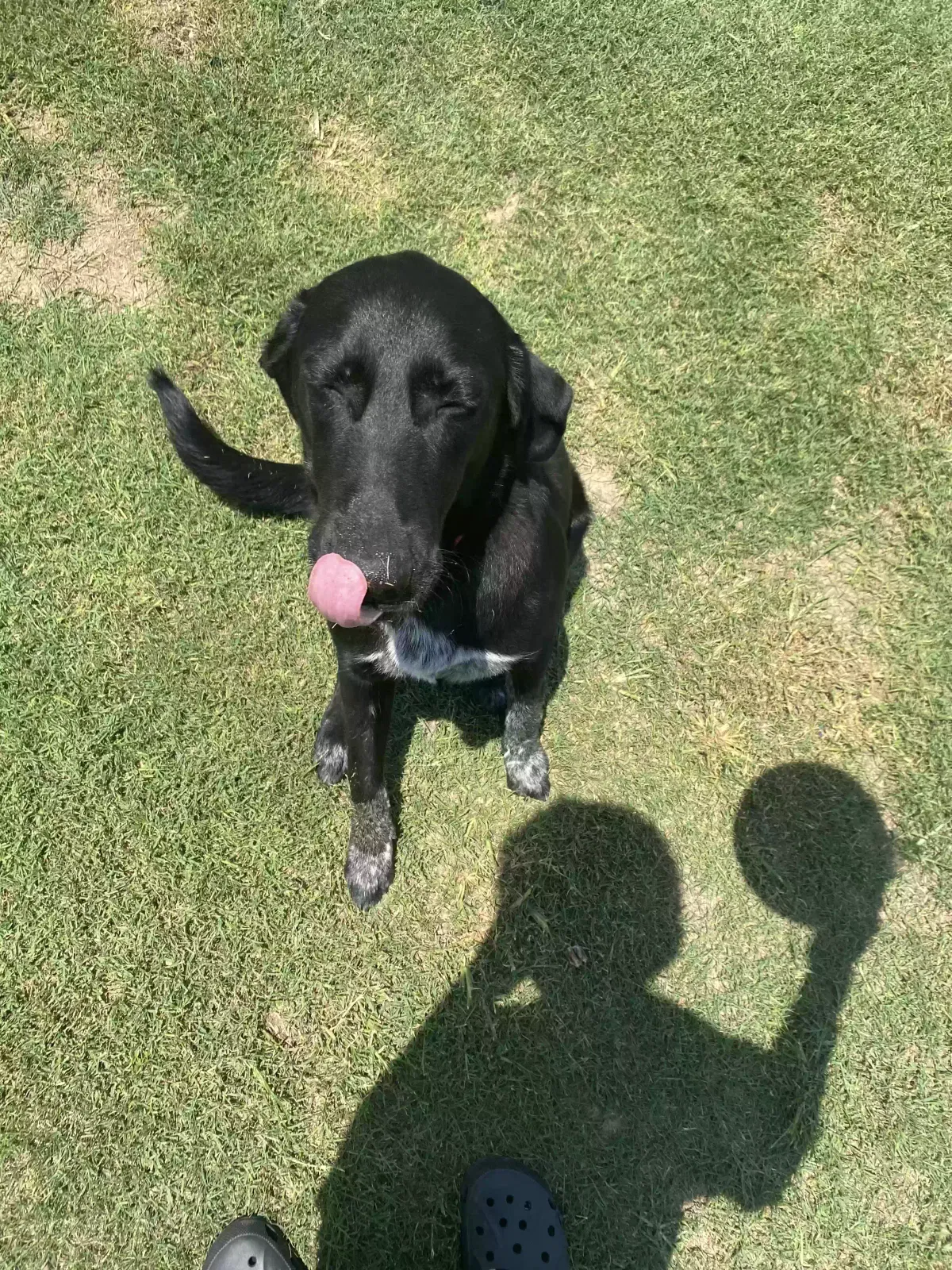 Shadow, Unknown Dog for adoption in Willow Spring, NC, 27592