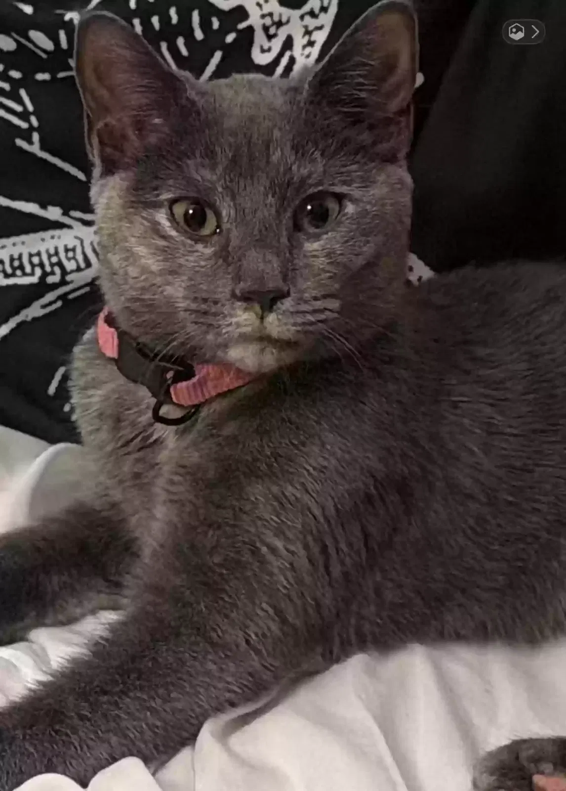 Foxy, Domestic Shorthair Cat for adoption in Hamden, CT, 6514
