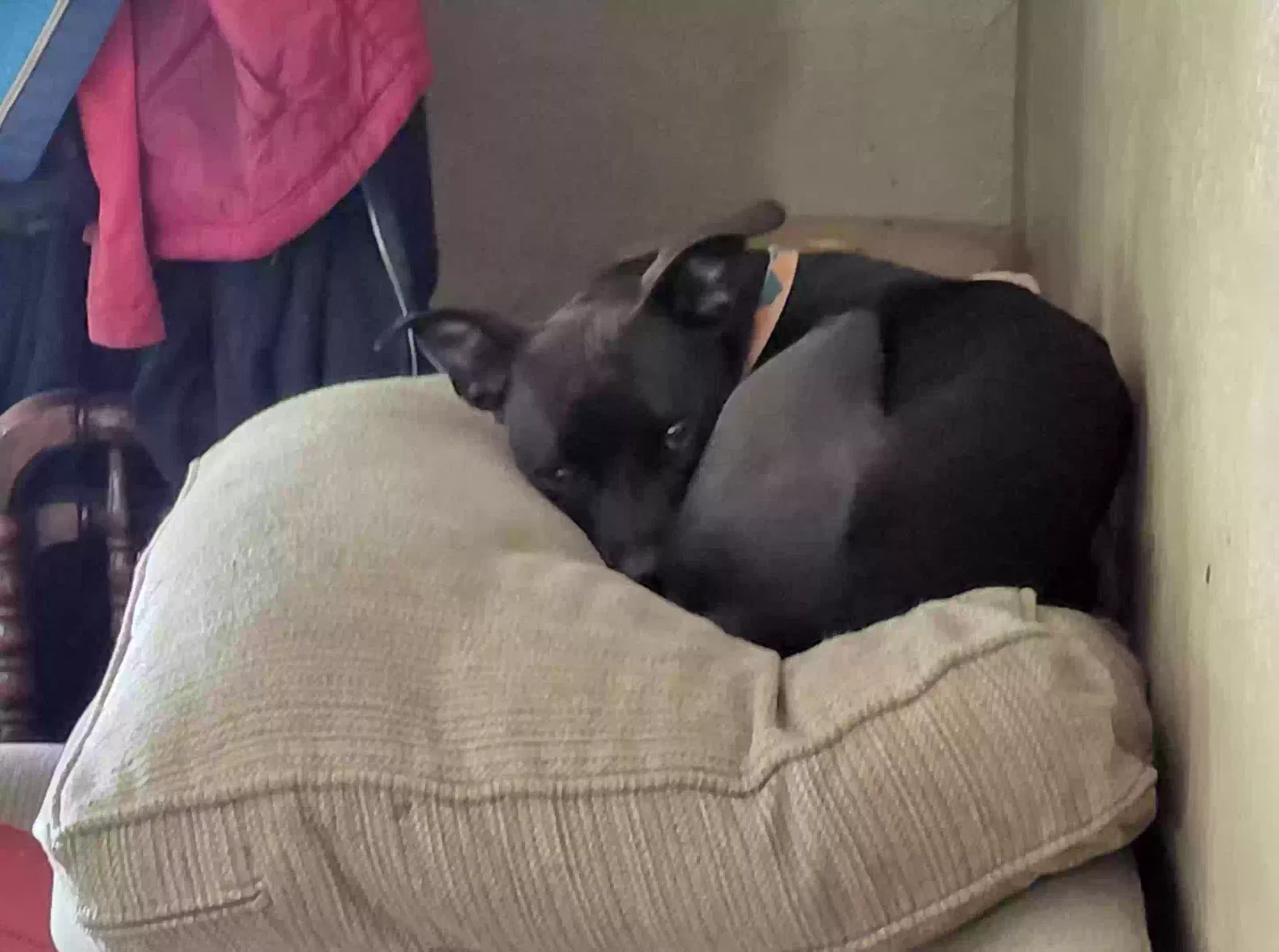 Harley, Unknown Dog for adoption in Arnold, MO, 63010