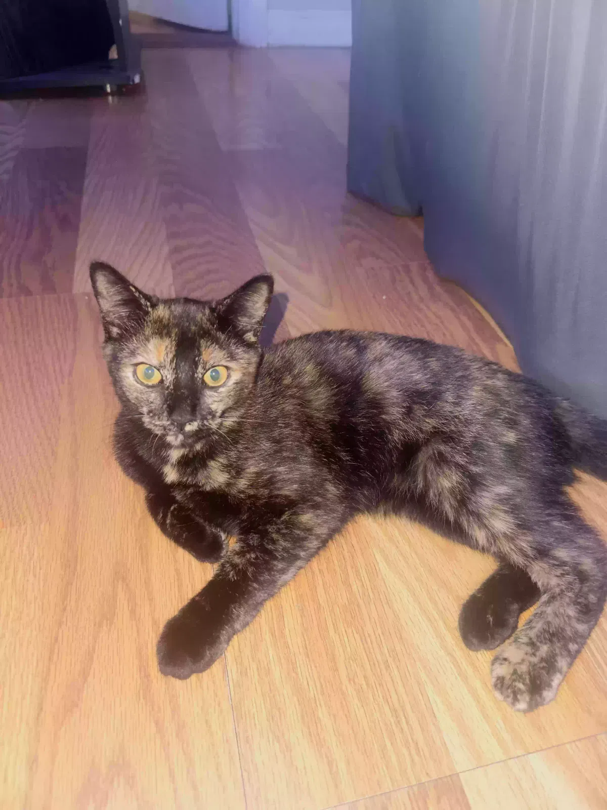 Catalina, american short hair Cat for adoption in South Ozone Park, NY, 11420