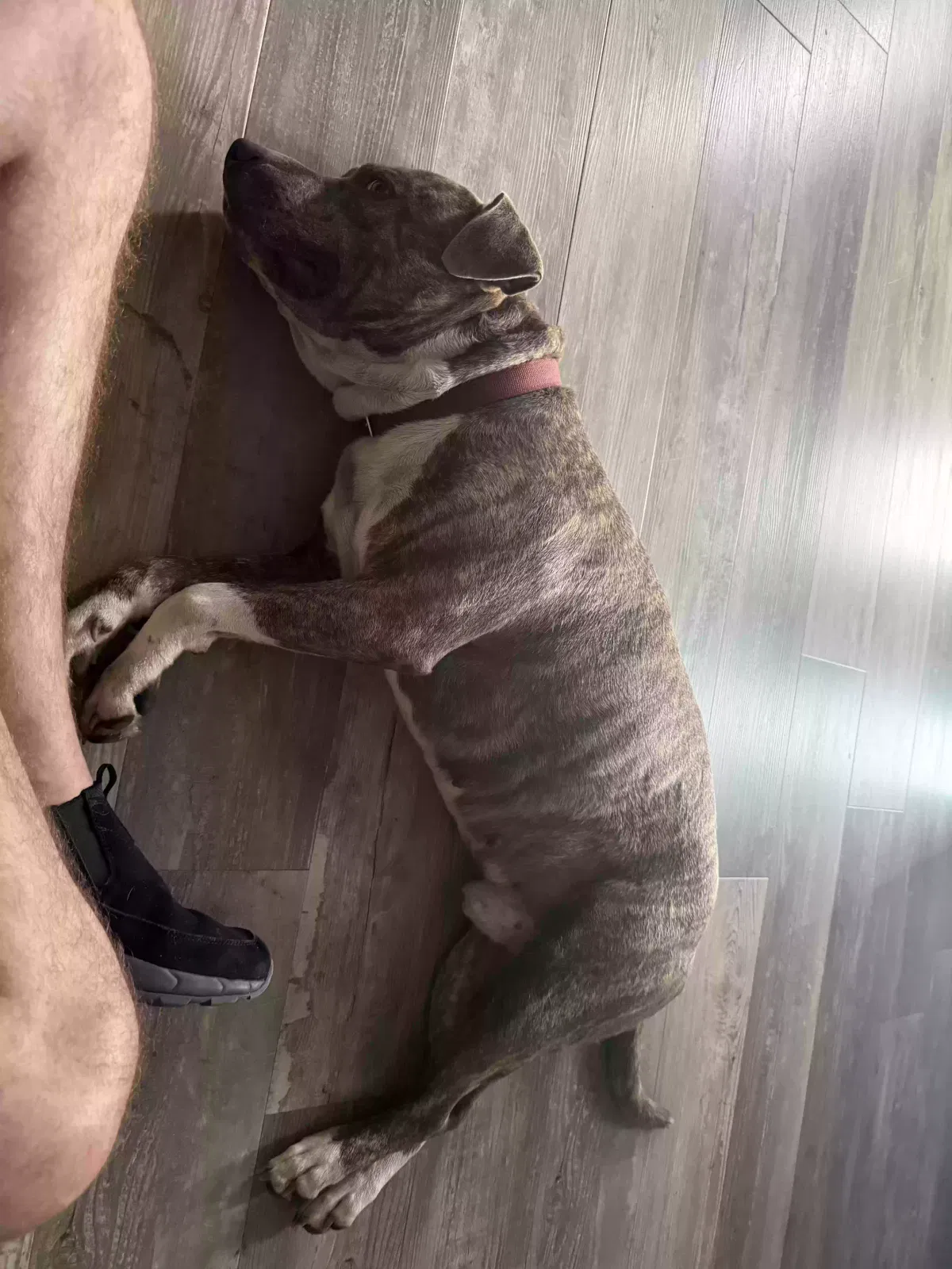 Blaze, Pitbull Dog for adoption in Lake Placid, FL, 33852