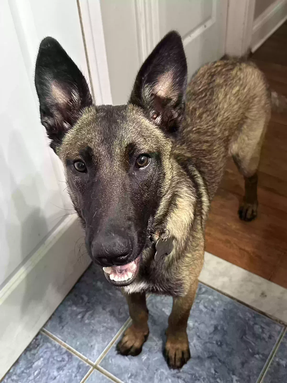 Pepper, Unknown Dog for adoption in Atlanta, GA, 30329