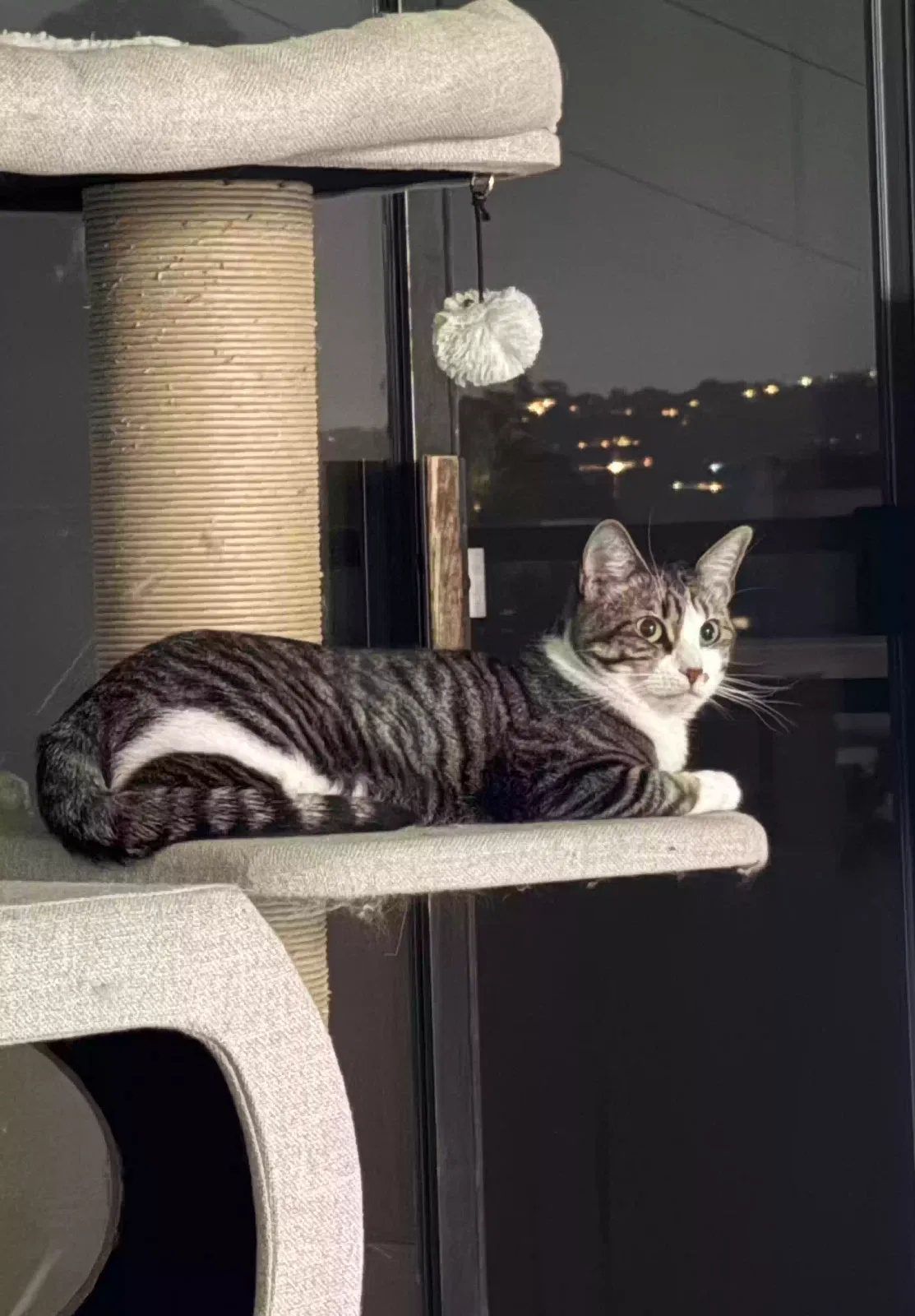river, Unknown Cat for adoption in Valley Village, CA, 91607