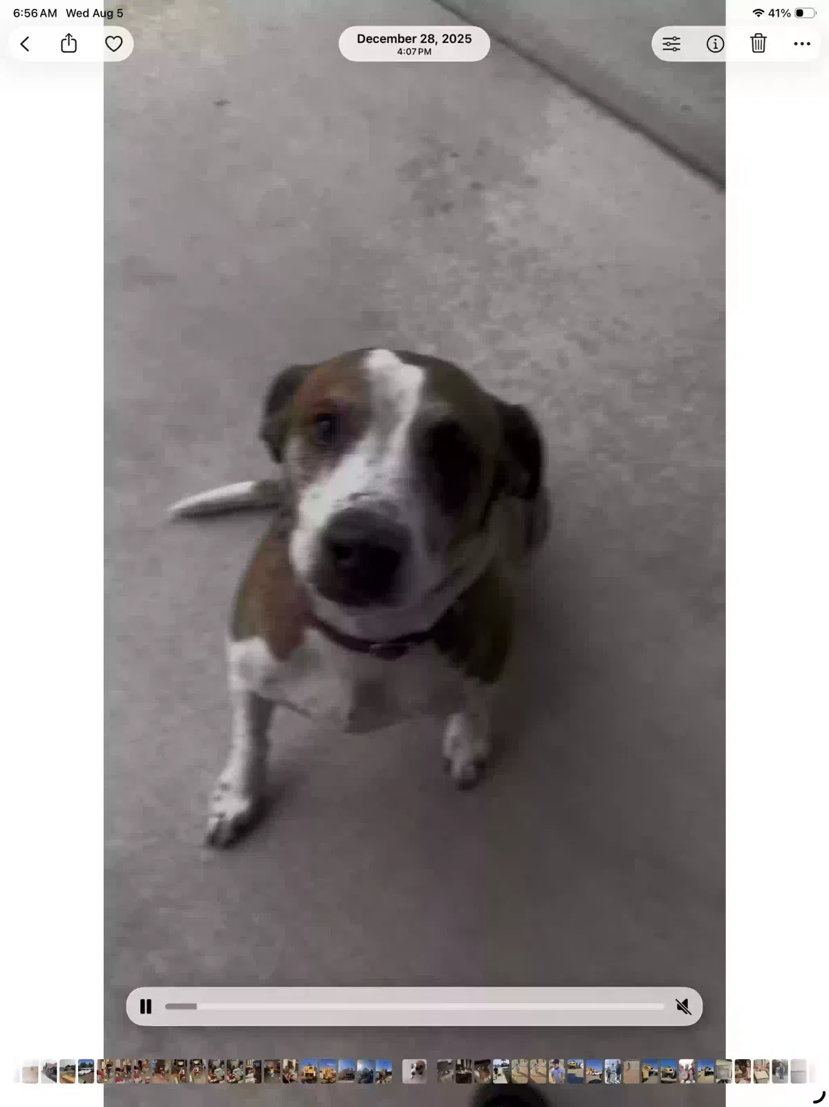 Parker, Hound Dog for adoption in Grover Beach, CA, 93433