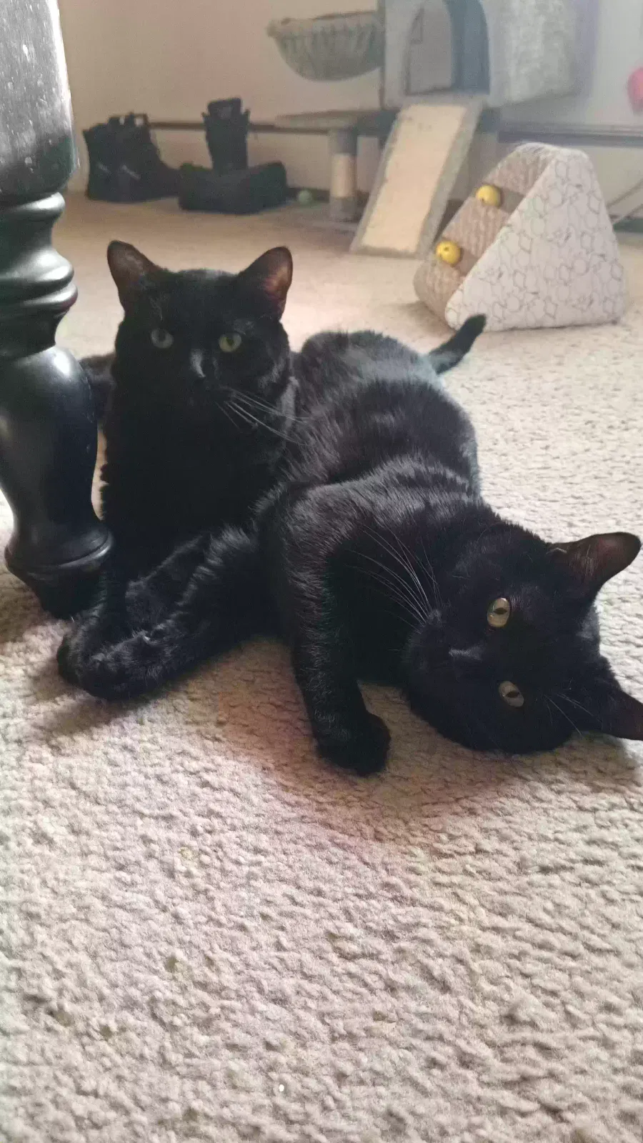 Cat, Unknown Cat for adoption in Bristol, CT, 6010