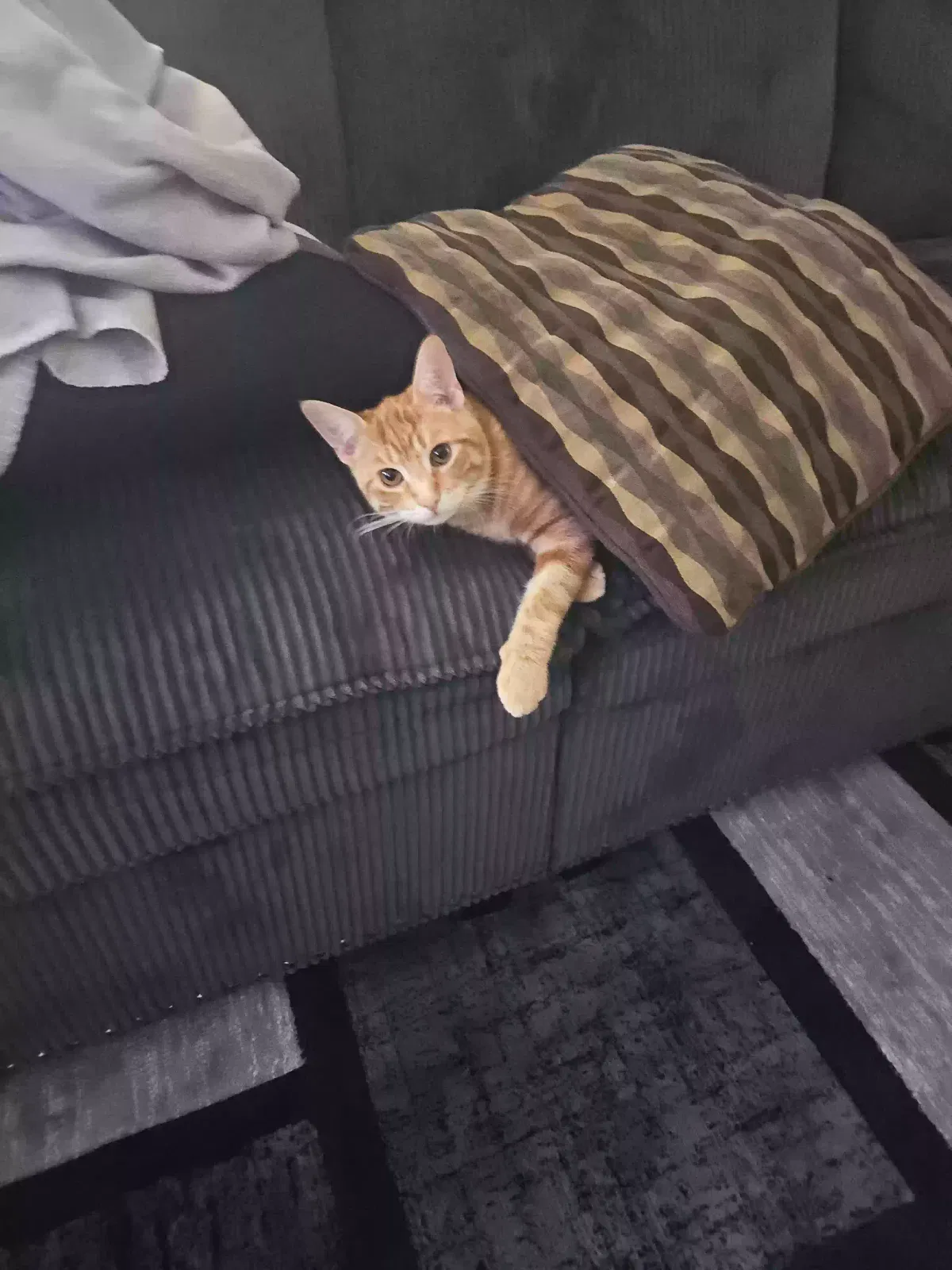 Roscoe, Orange short haired tabby Cat for adoption in Mount Clemens, MI, 48043