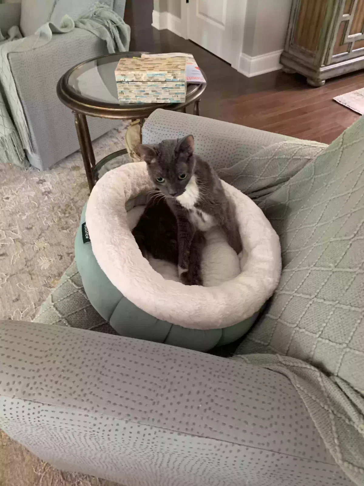 Gerogette, Unknown Cat for adoption in Chesnee, SC, 29323