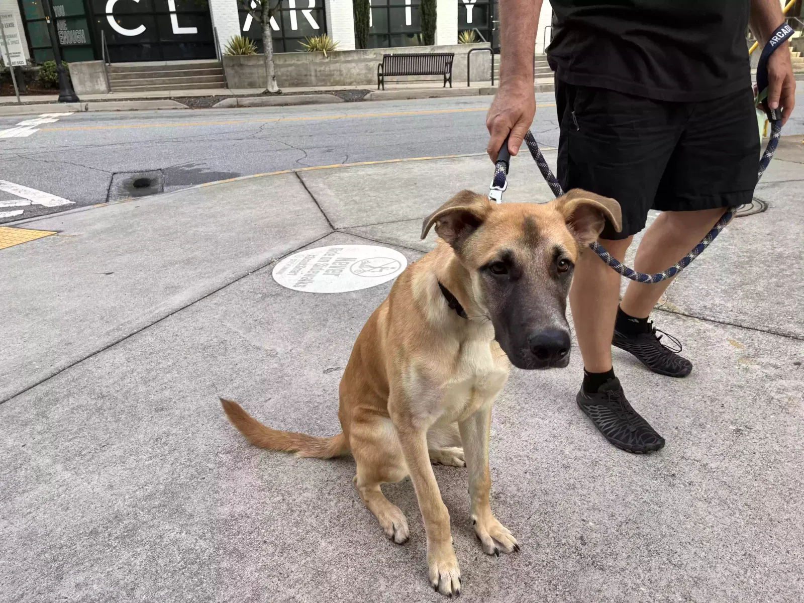 Bananas, Mixed breed with shepherd Dog for adoption in Atlanta, GA, 30307