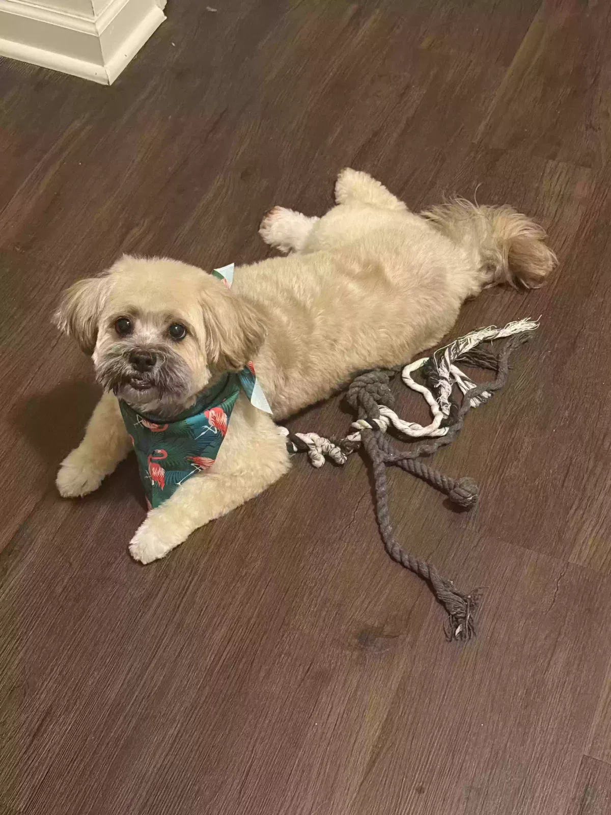 Chase, Unknown Dog for adoption in Dallas, GA, 30132