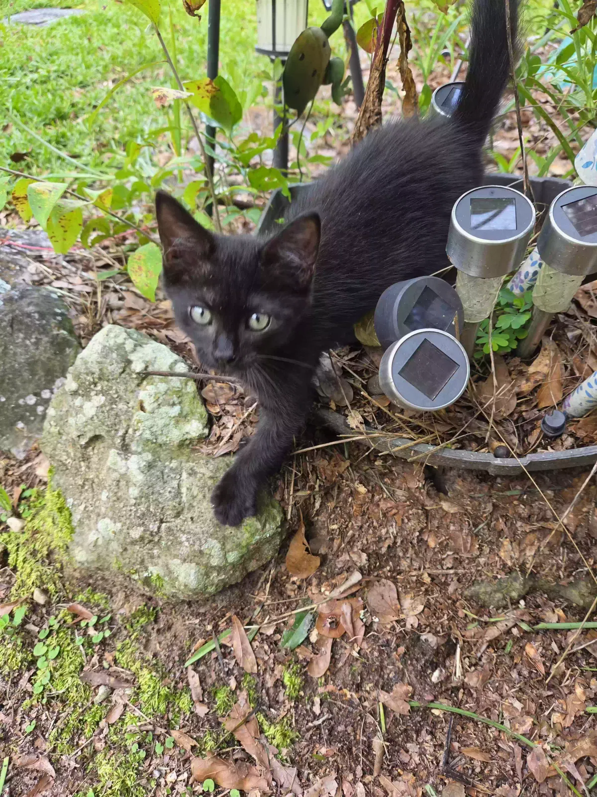 Cat, Unknown Cat for adoption in Jack, AL, 36346