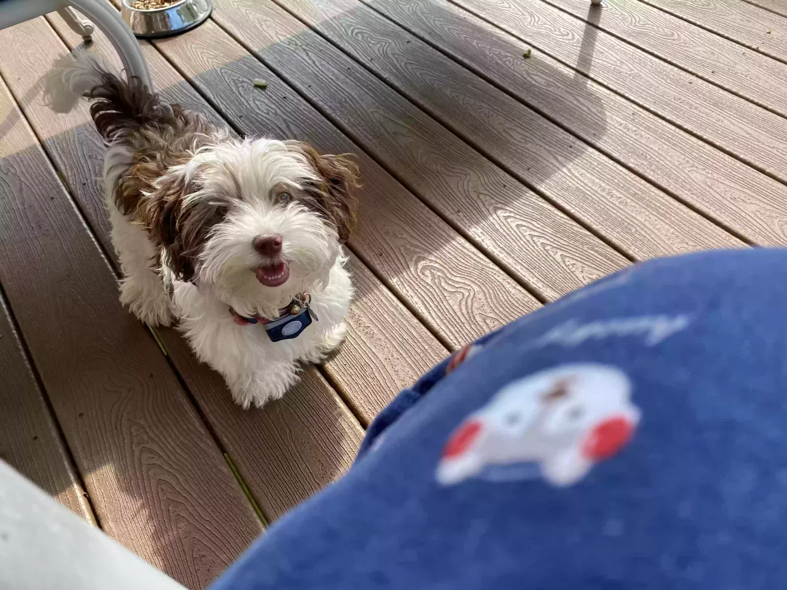 Cookie, Havanese Dog for adoption in Kingsport, TN, 37664