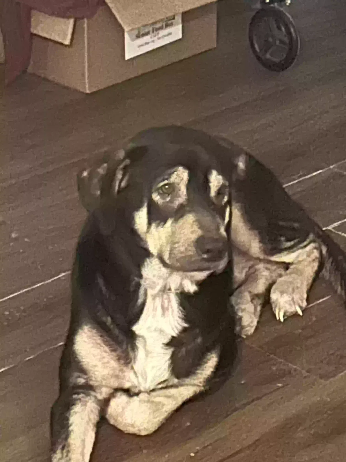 Bear, Unknown Dog for adoption in Aransas Pass, TX, 78336