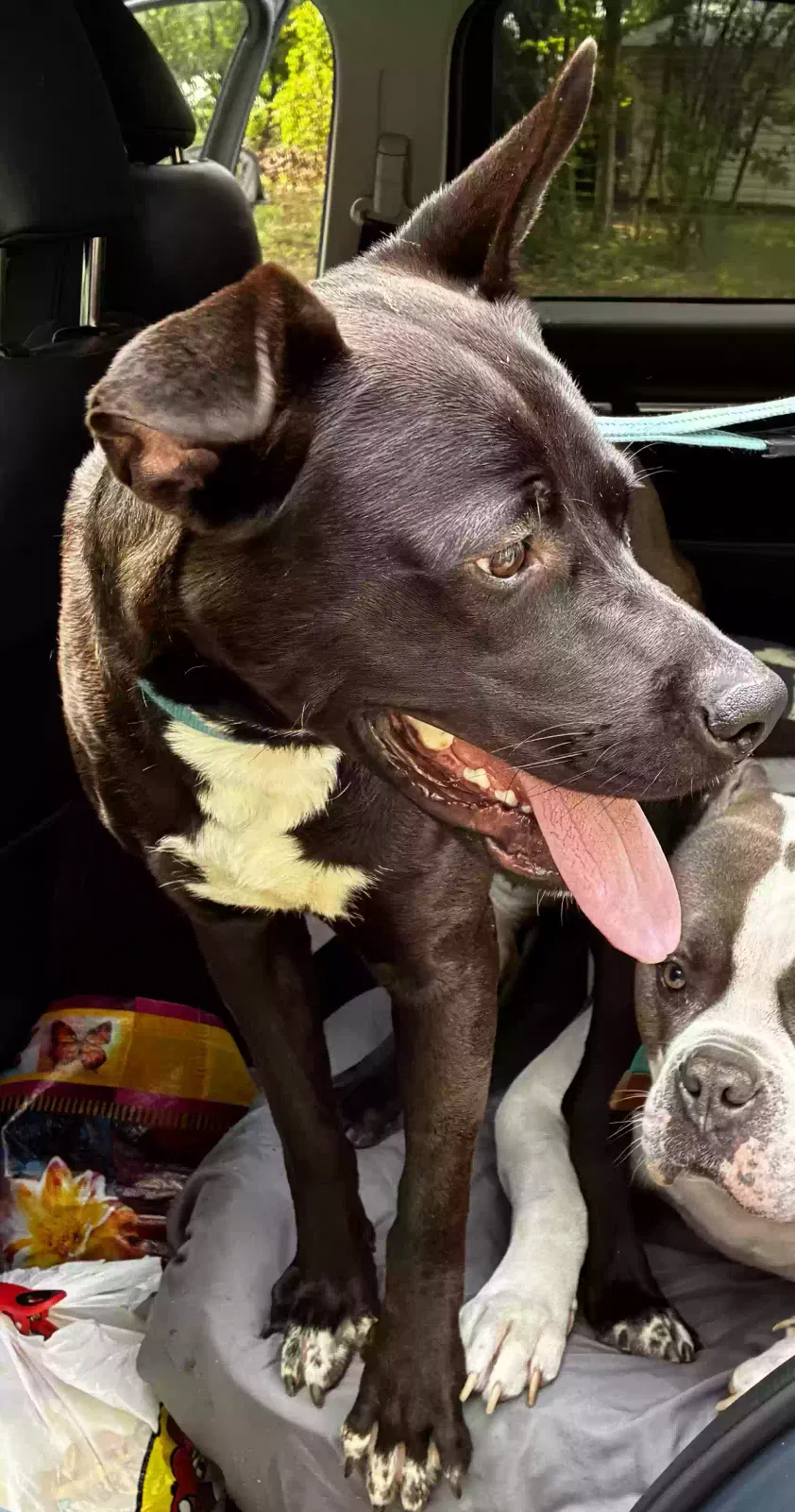 Dog, Unknown Dog for adoption in Lexington, NC, 27295