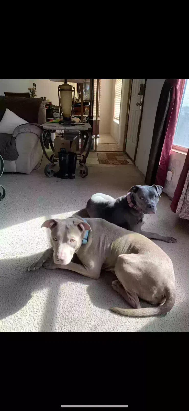 Delilah Dawn Rains, Pit bull Dog for adoption in Alvarado, TX, 76009