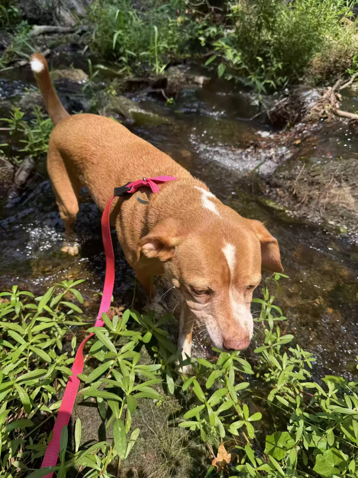 Chloe, Unknown Dog for adoption in Sumter, SC, 29154