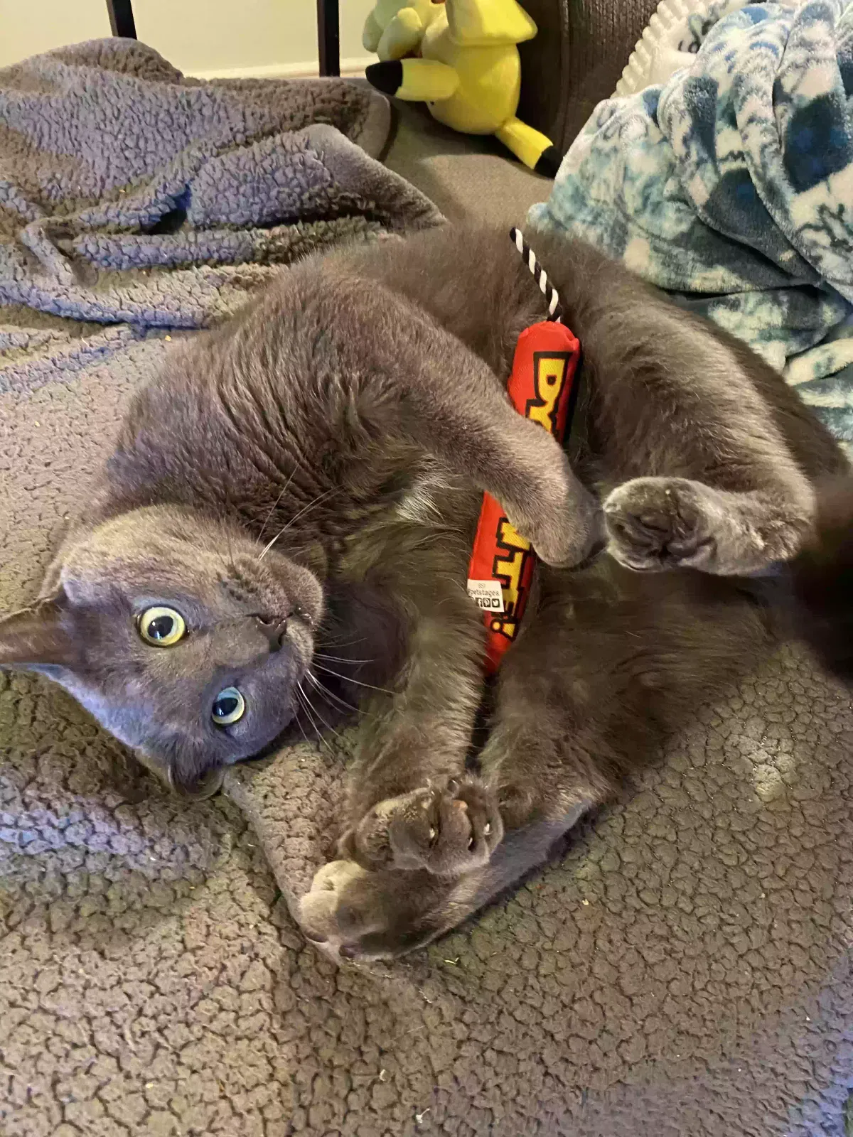Blaze, DMH Cat for adoption in Cumming, GA, 30040