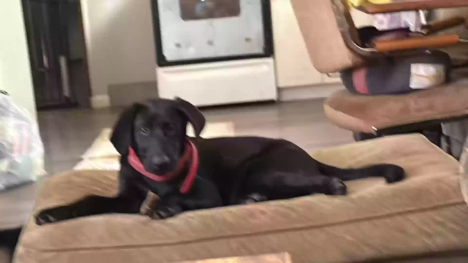 auroa, Unknown Dog for adoption in Cleveland, GA, 30528