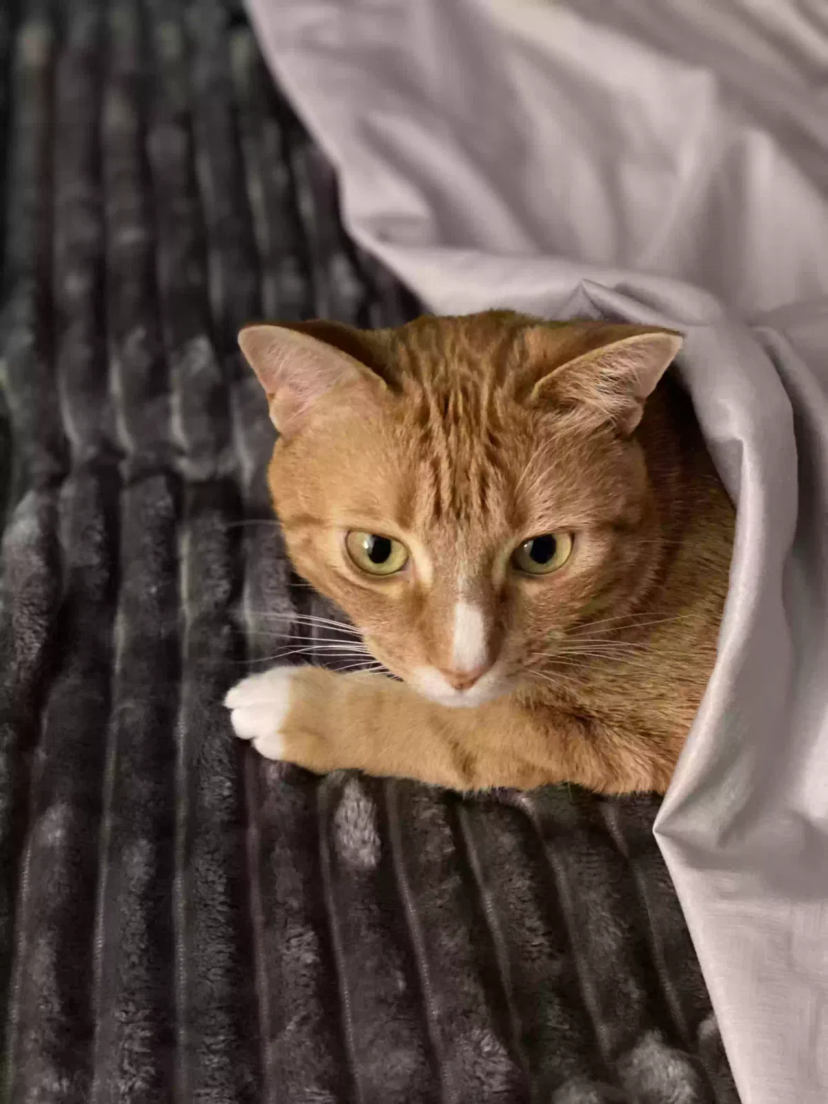 Mushu, Dsh Cat for adoption in Cumming, GA, 30040