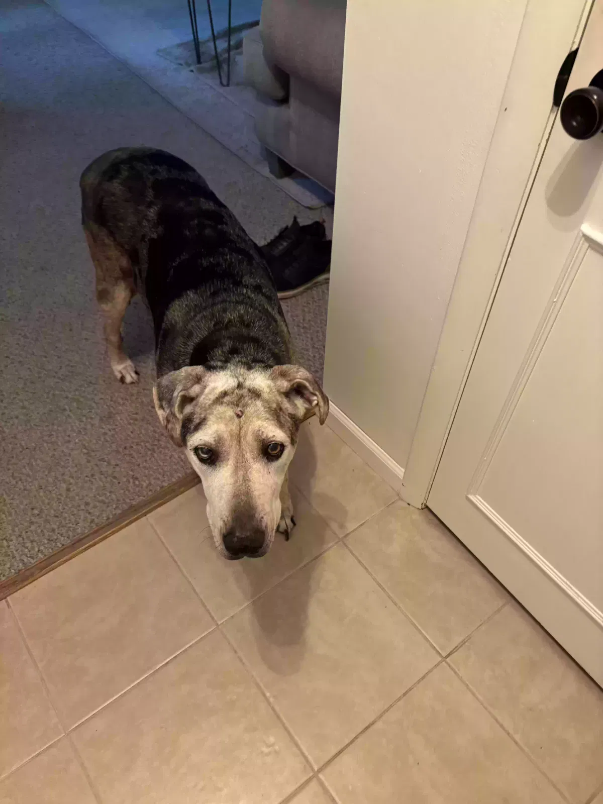 Luna, Catahoula Dog for adoption in Wichita, KS, 67226