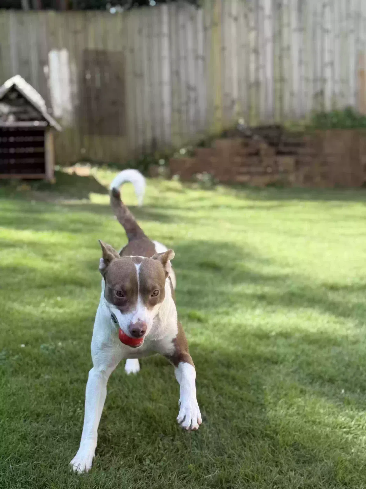Zeke, American Terrier Dog for adoption in Stone Mountain, GA, 30083