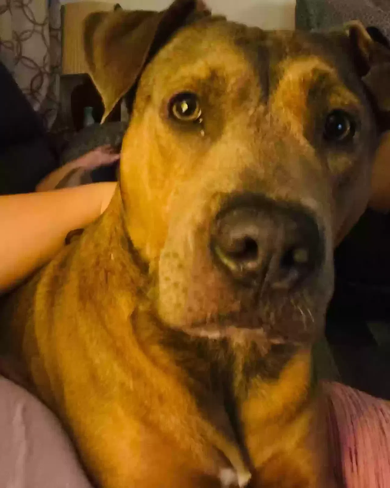 Dog, Pitbull Dog for adoption in Vineland, NJ, 8360