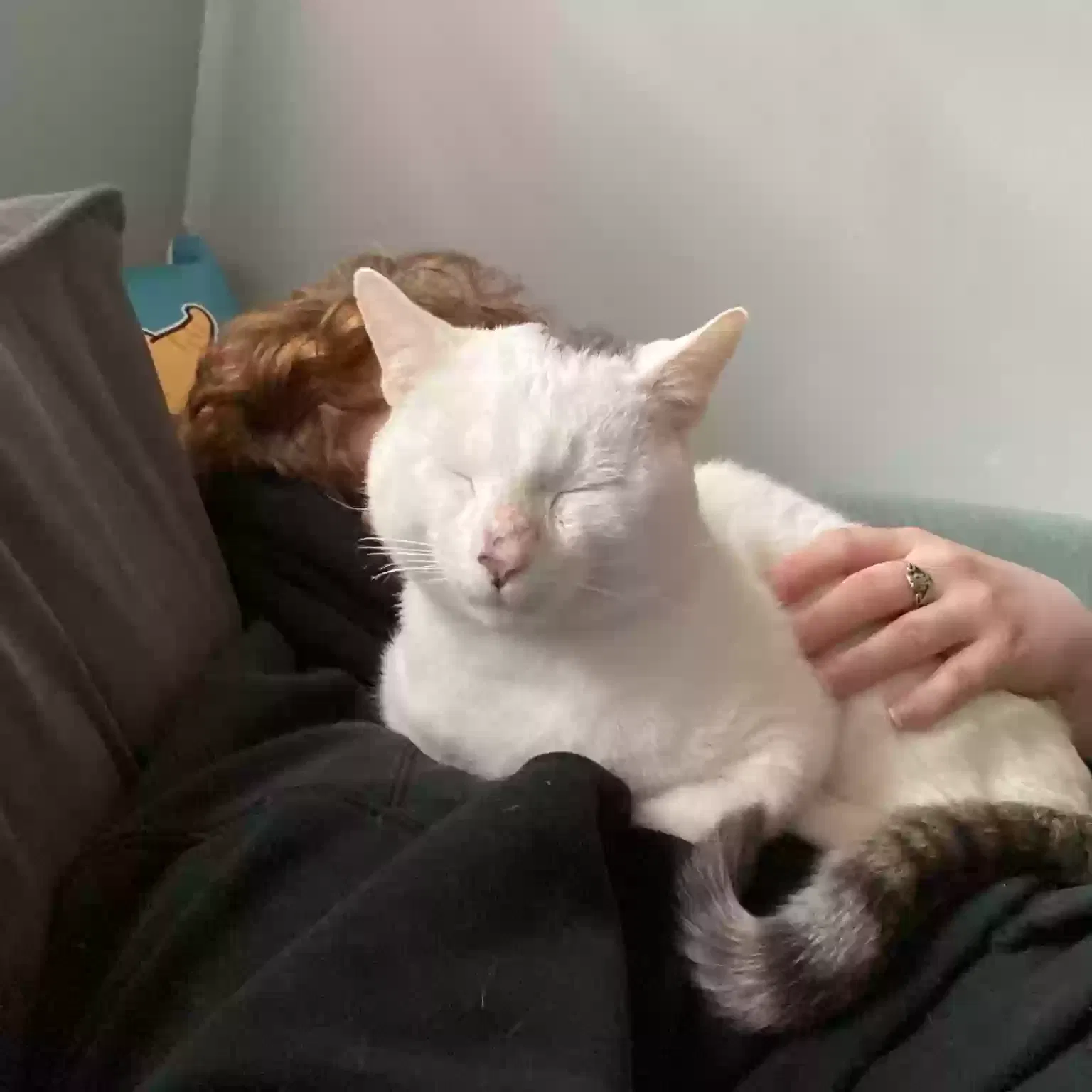 Momo (Demolition), American shorthair Cat for adoption in Bridgeport, CT, 6604