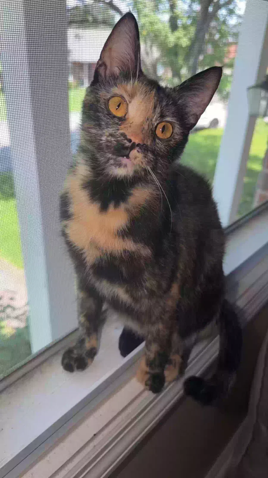 Billie, Unknown Cat for adoption in Greenville, KY, 42345