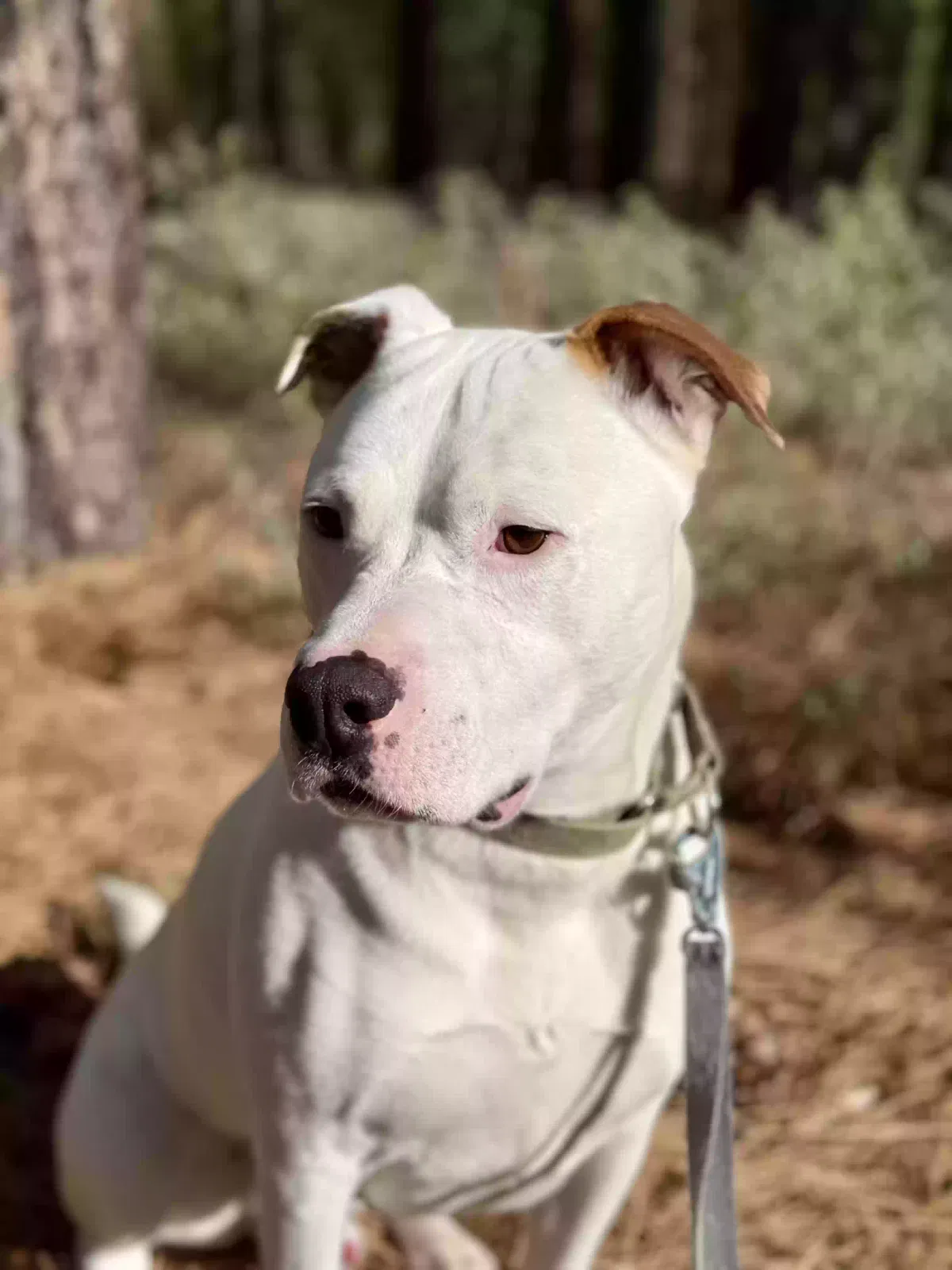 Nacho, Pitty mix Dog for adoption in South Lake Tahoe, CA, 96150