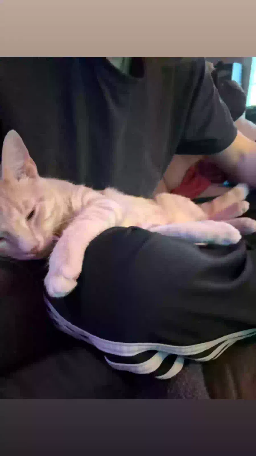 Loaf, Orange tabby Cat for adoption in Fayetteville, PA, 17222