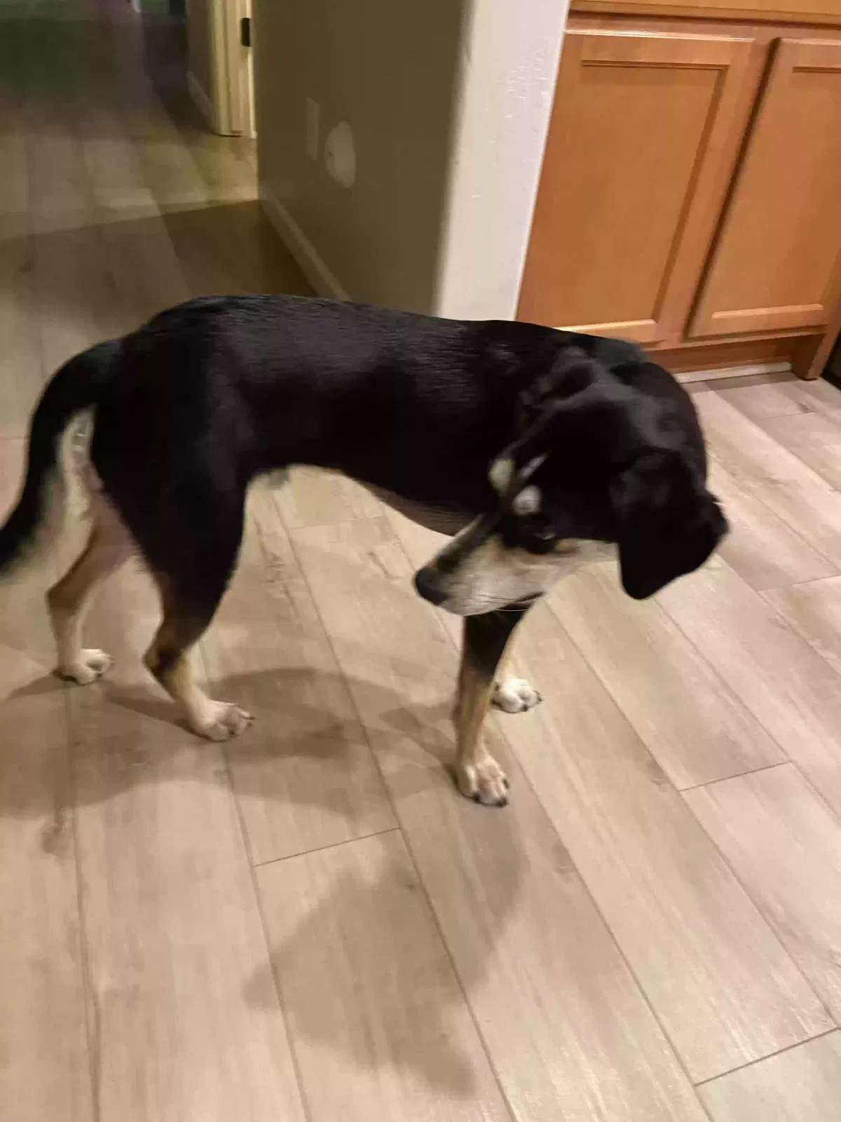 Waffle, 1/2 Springer Spaniel Dog for adoption in Prescott Valley, AZ, 86314
