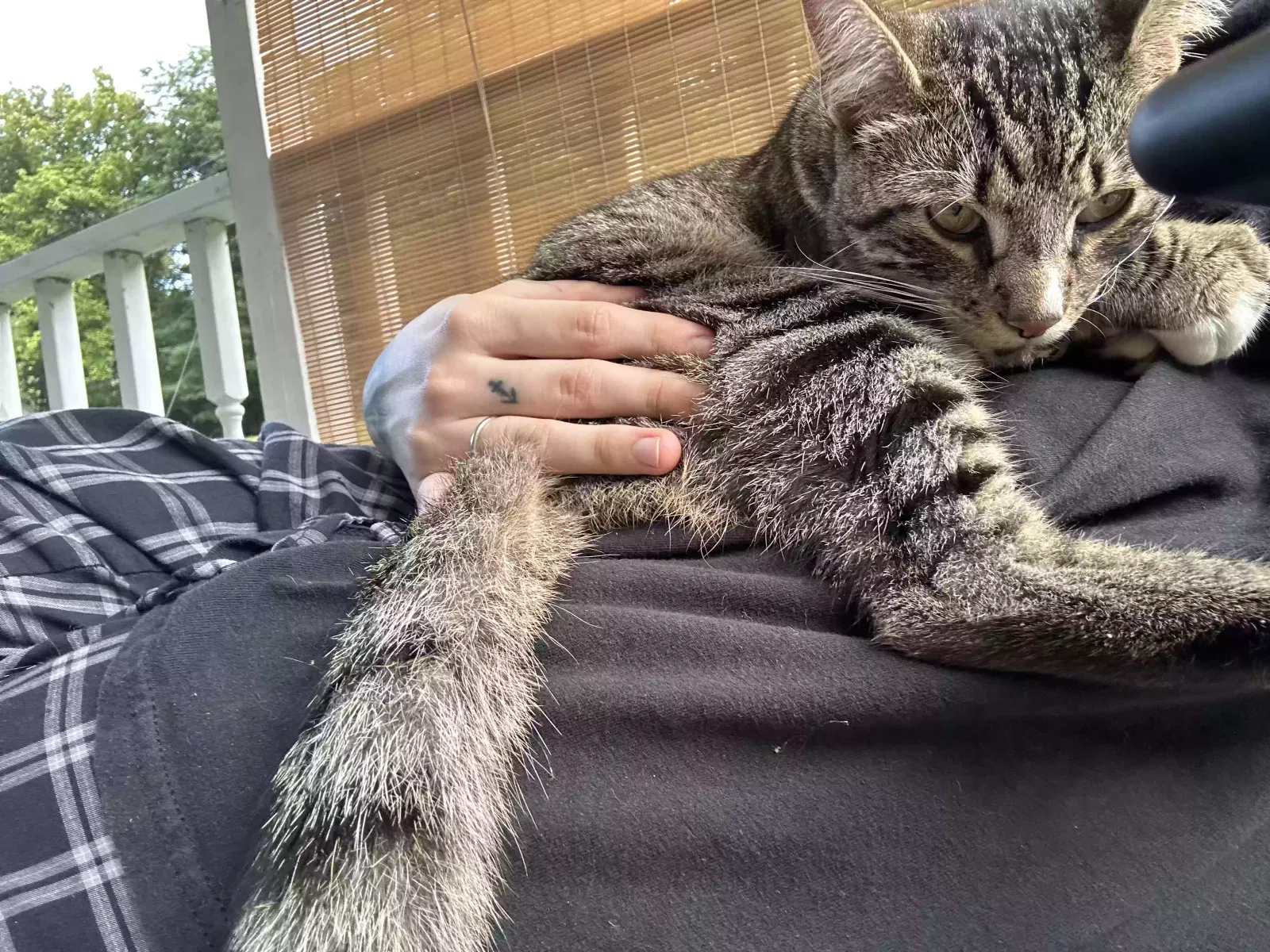 Cat, Tabby Cat for adoption in Clay, WV, 25043