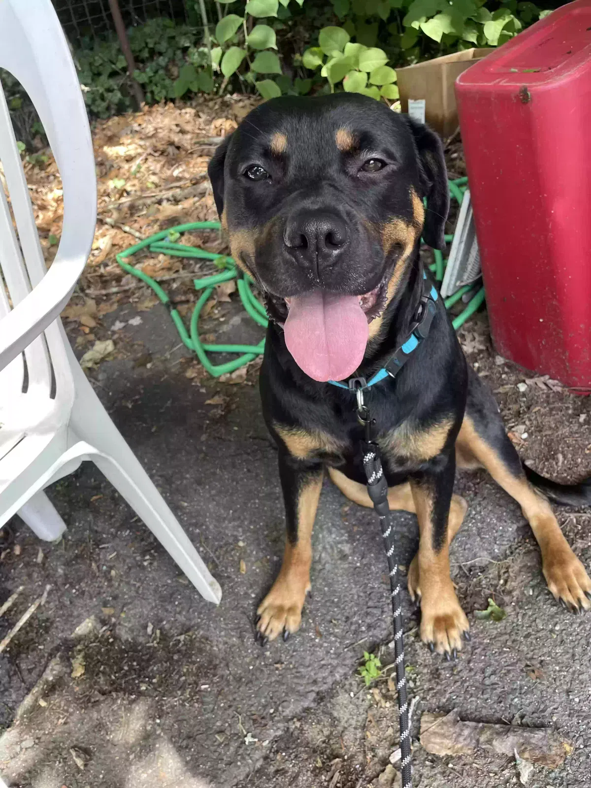 Dog, Cane corso mixed with Rottweiler Dog for adoption in Springfield, MA, 1109